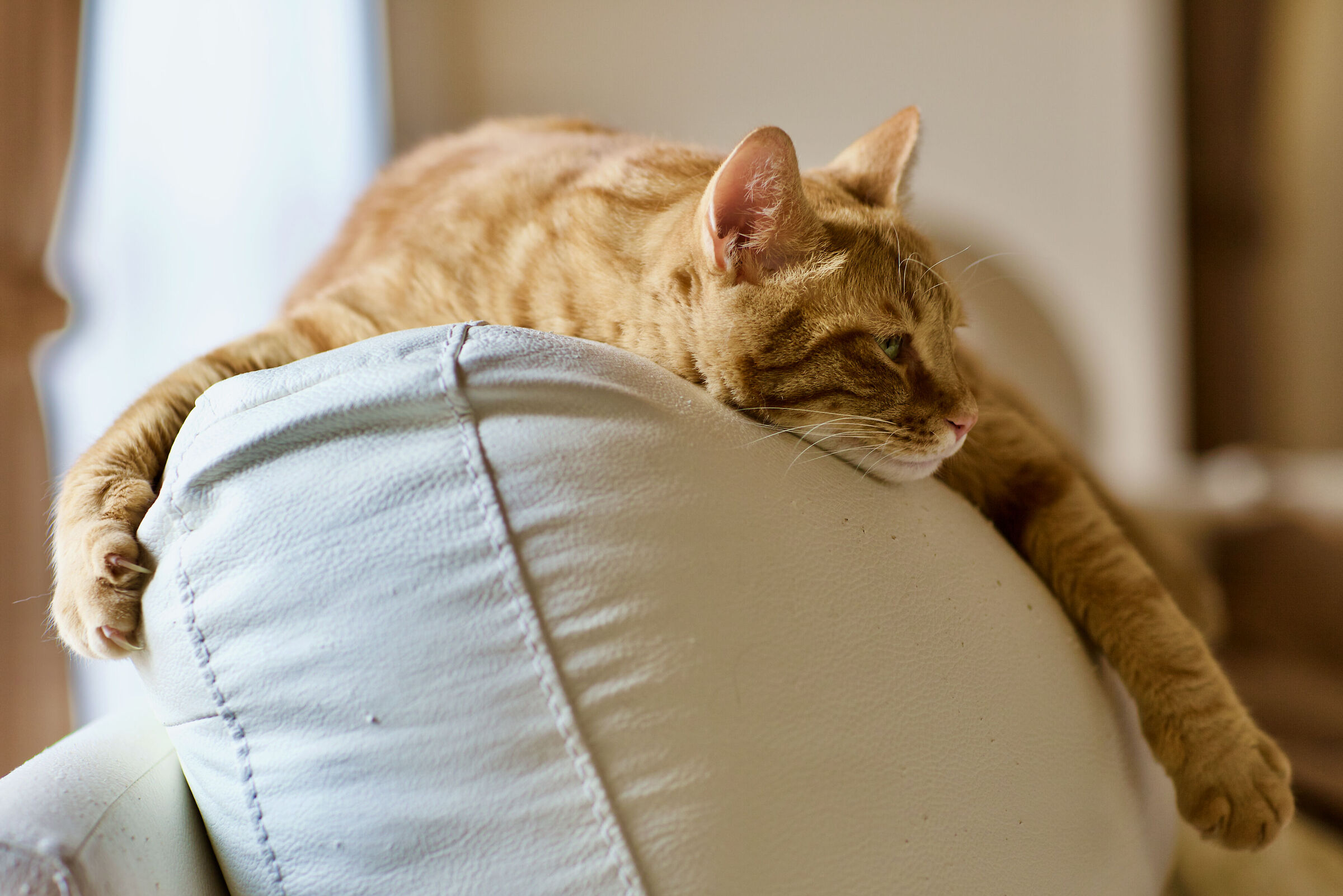 Expert tester of armchairs sofas offers H24
