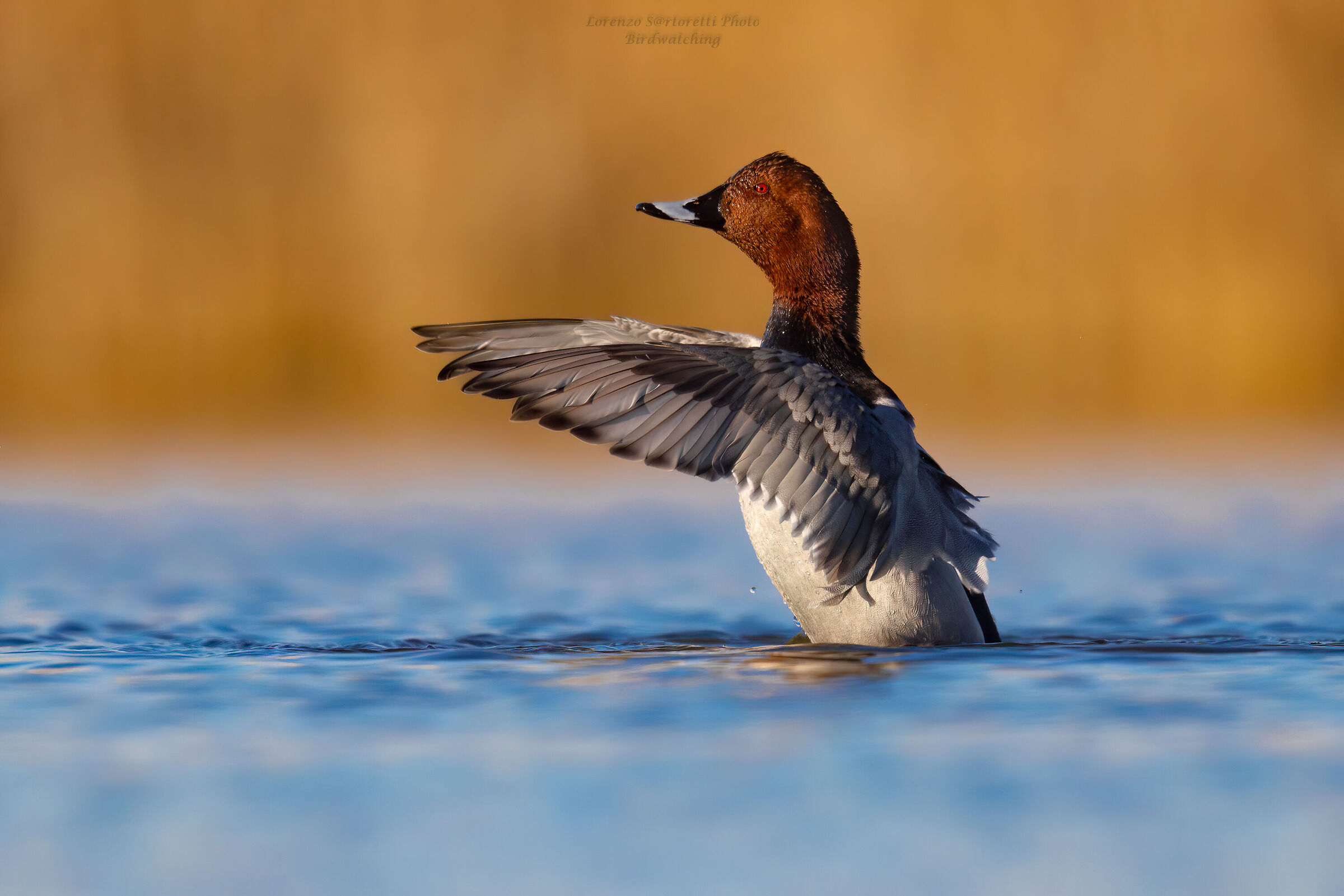 Pochard m.
