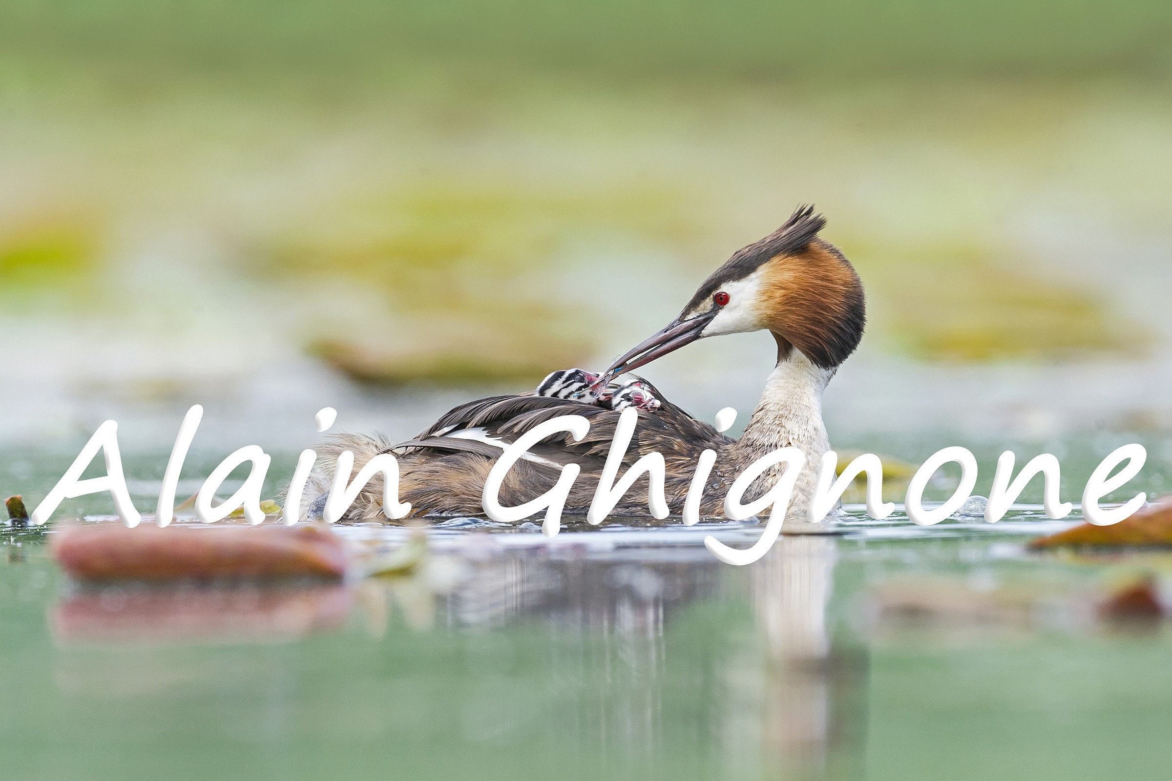 bye bye damigella...