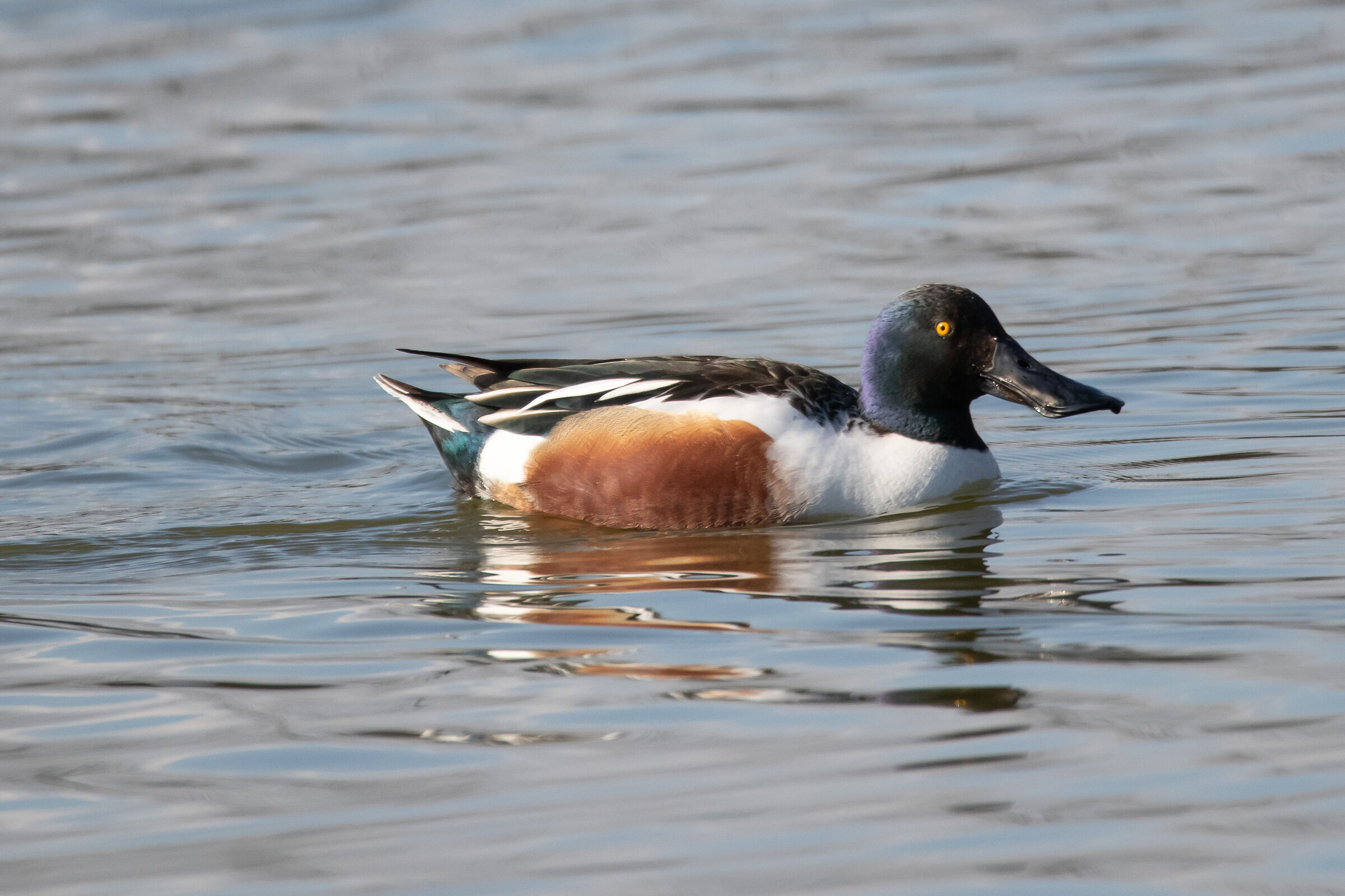 Shoveler