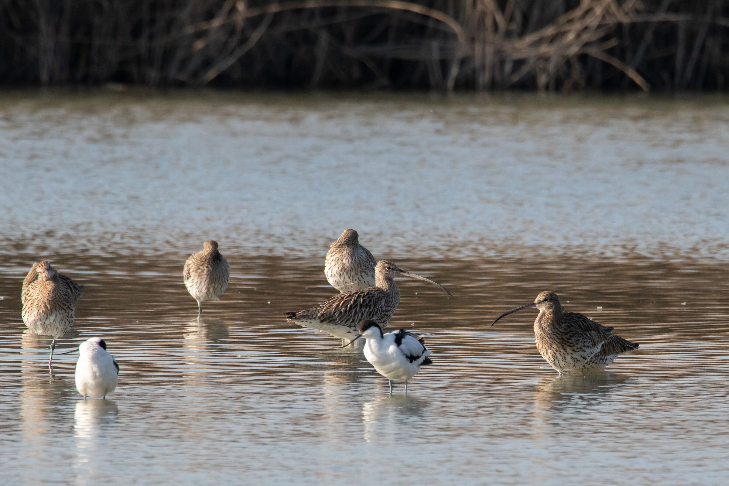 Curlews and avocets