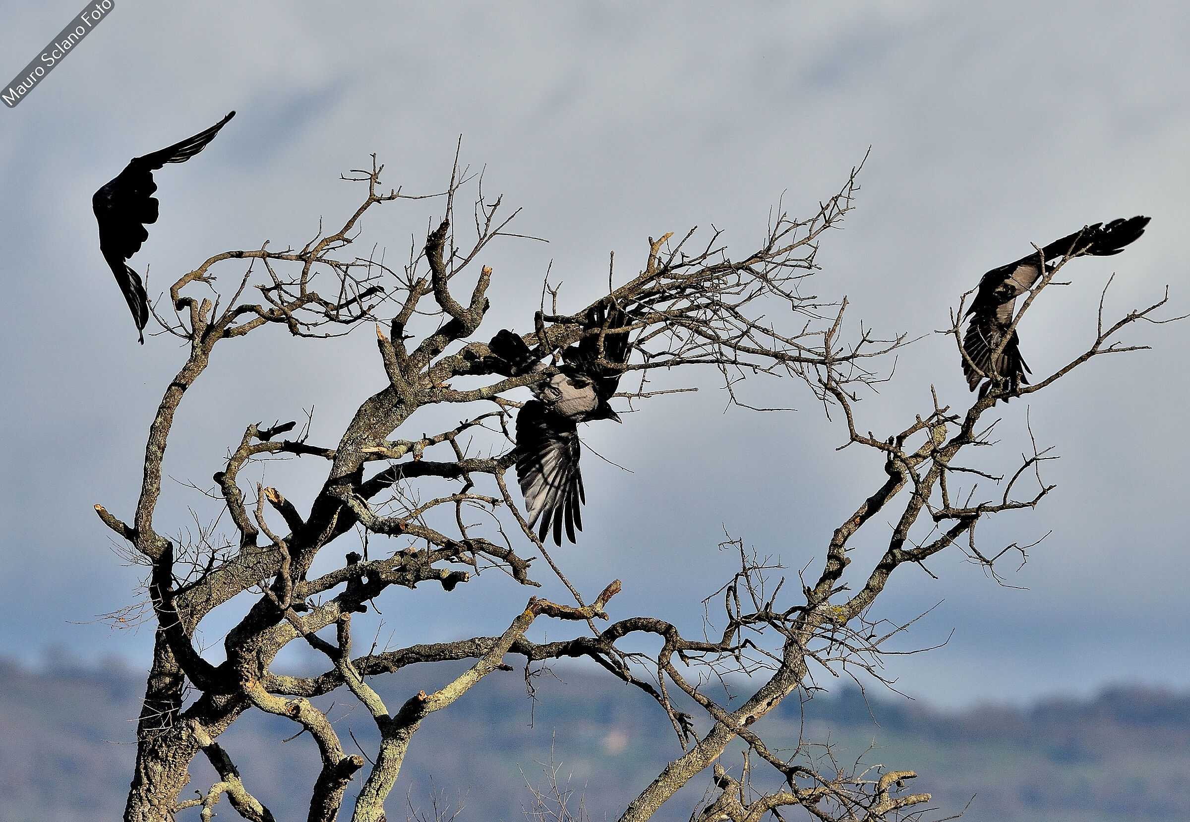 The Raven Tree
