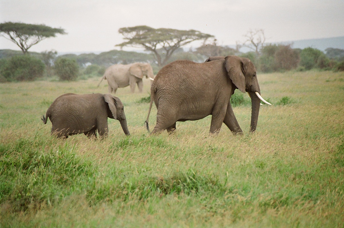Elefanti ad Amboseli