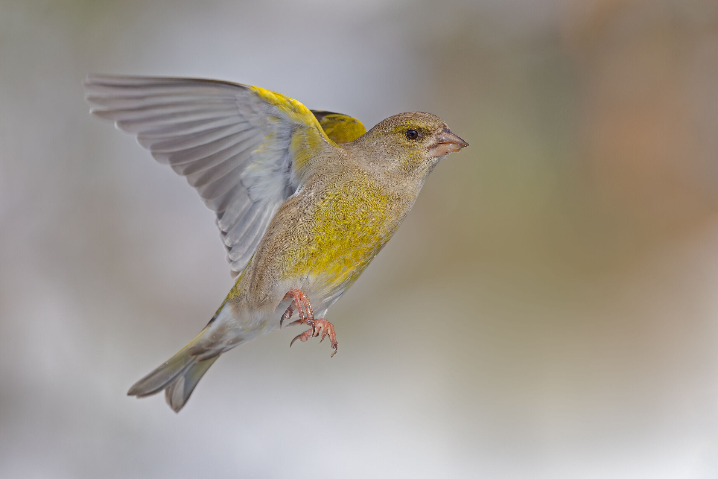 Greenfinch