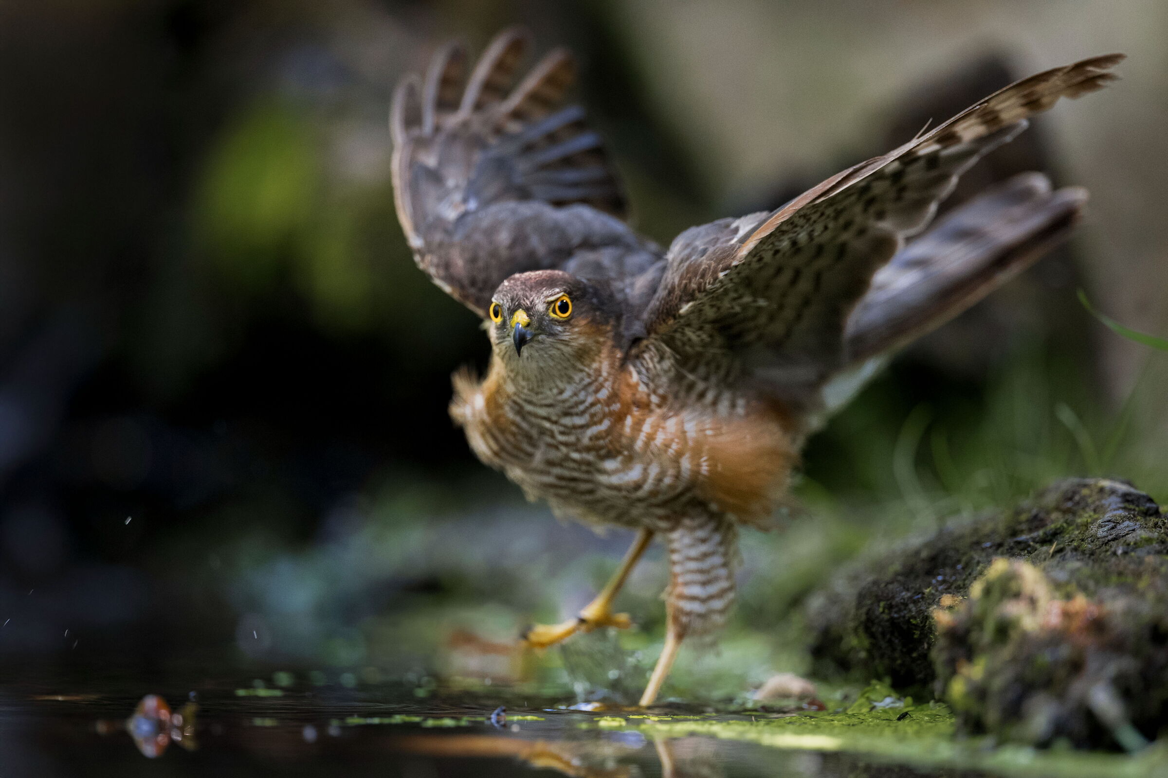 Male Sparrowhawk