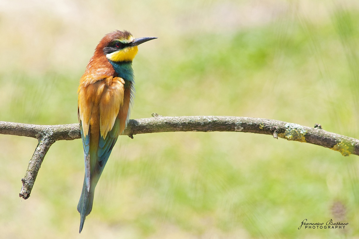 Bee-eater