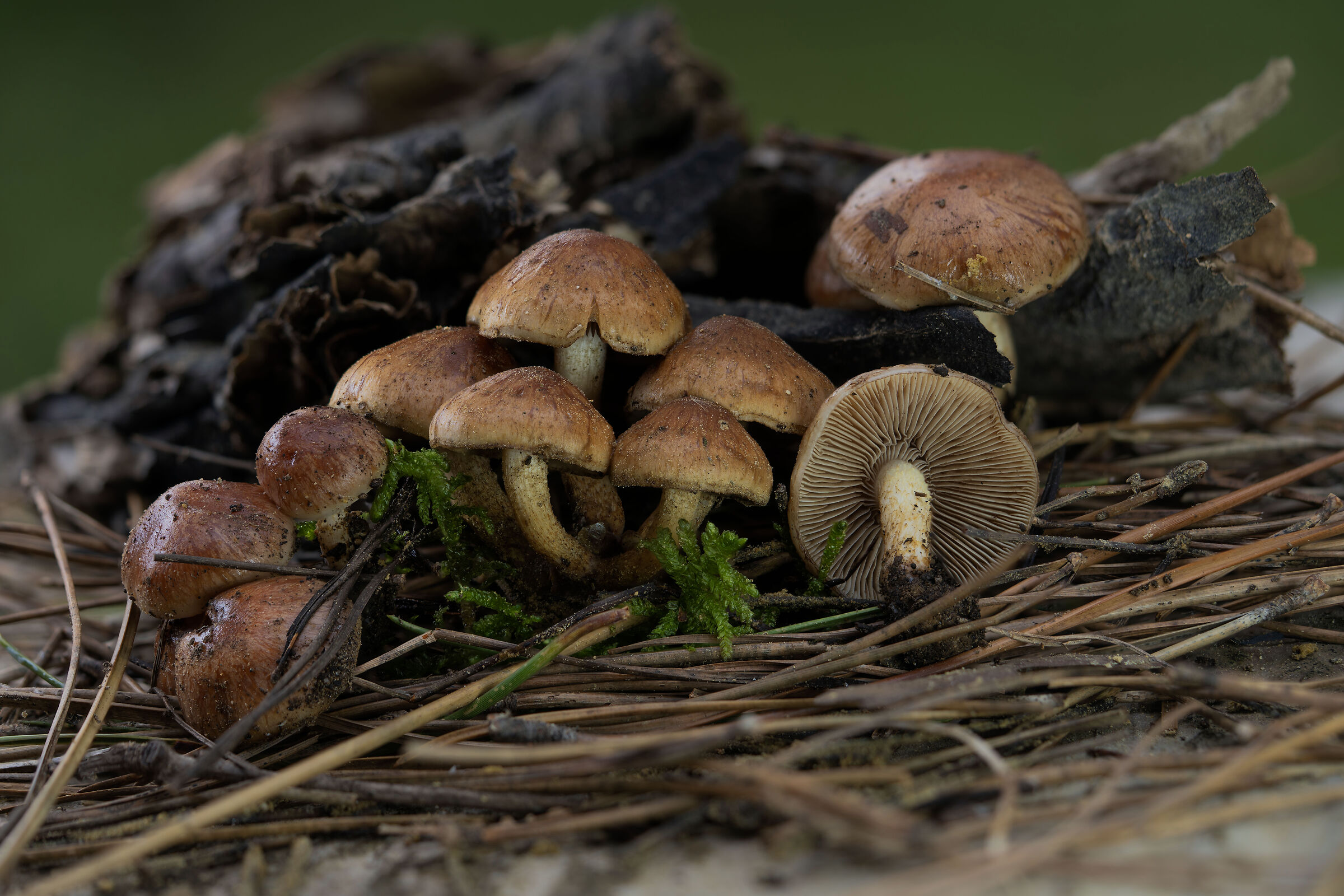 Pholiota carbonaria