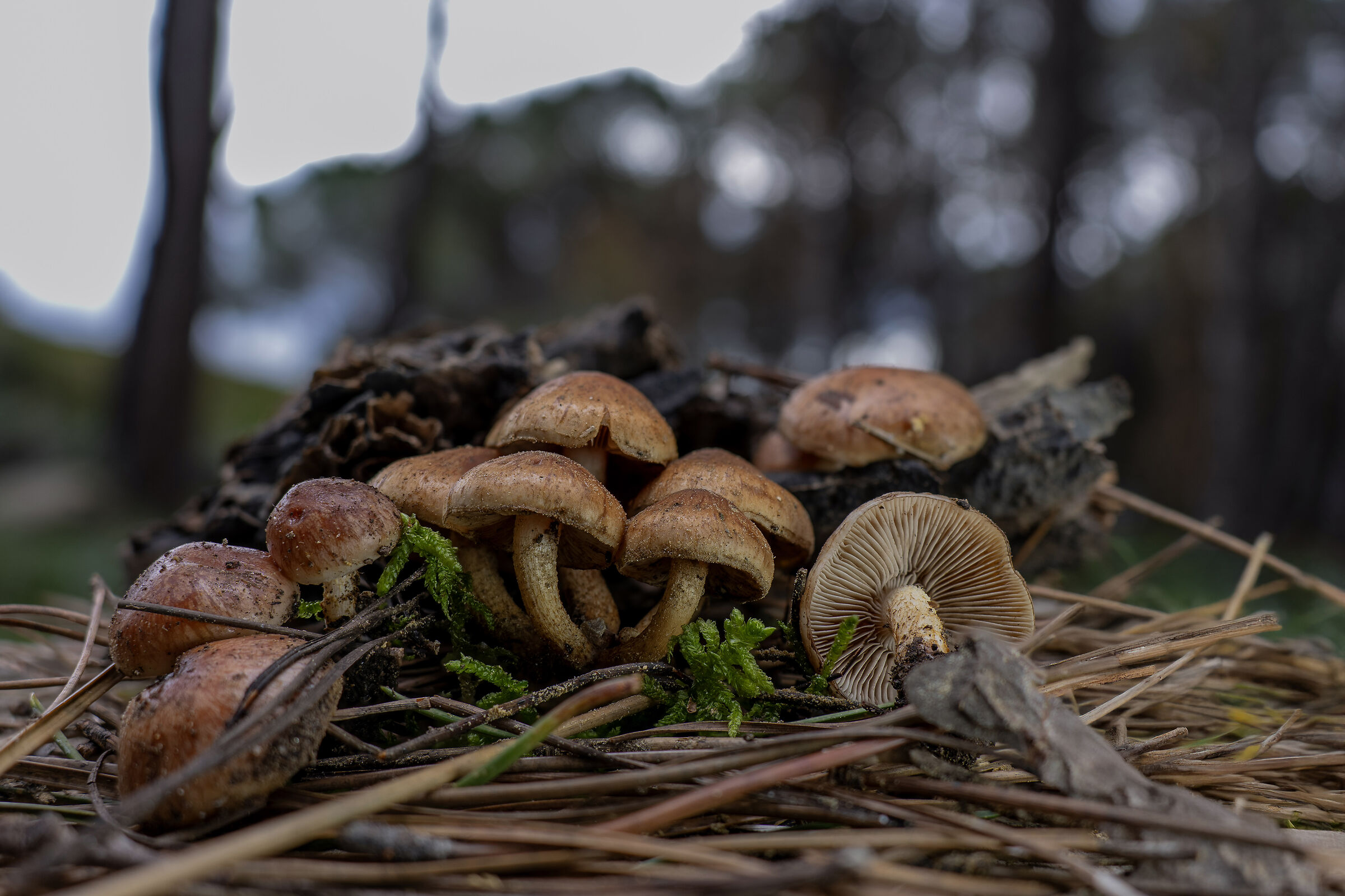 Pholiota carbonaria (24 mm)