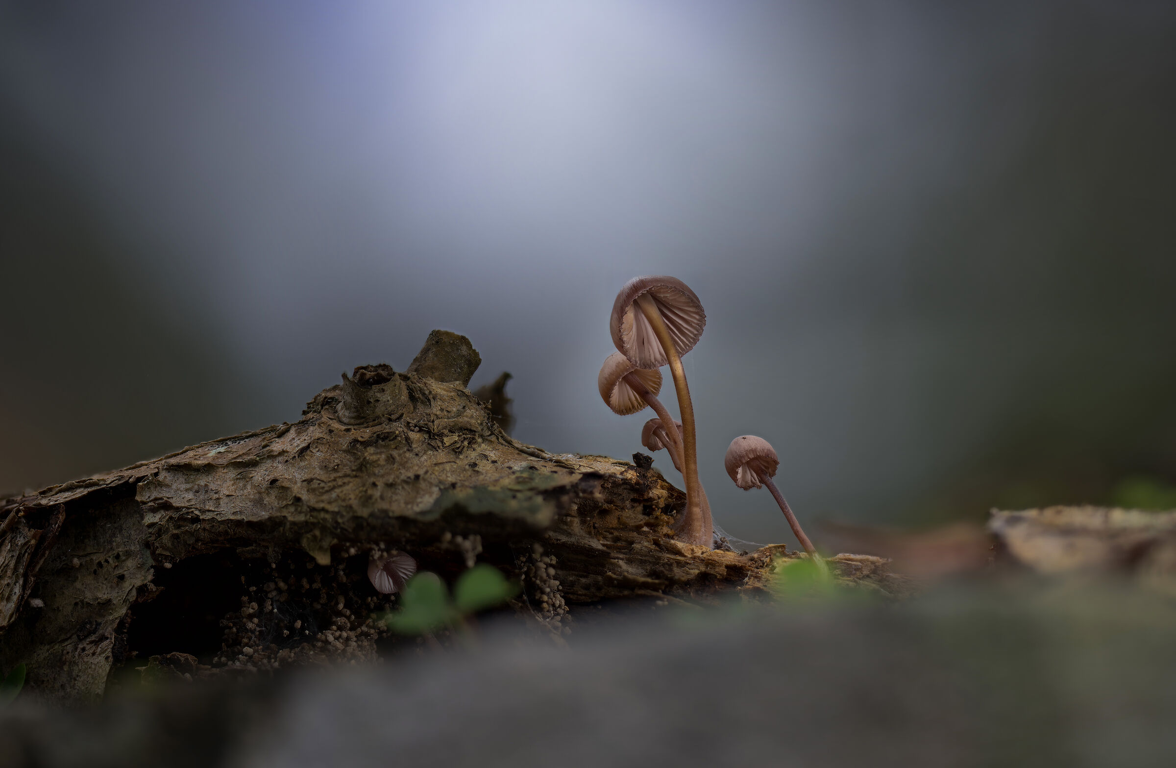 Mycena hematopus