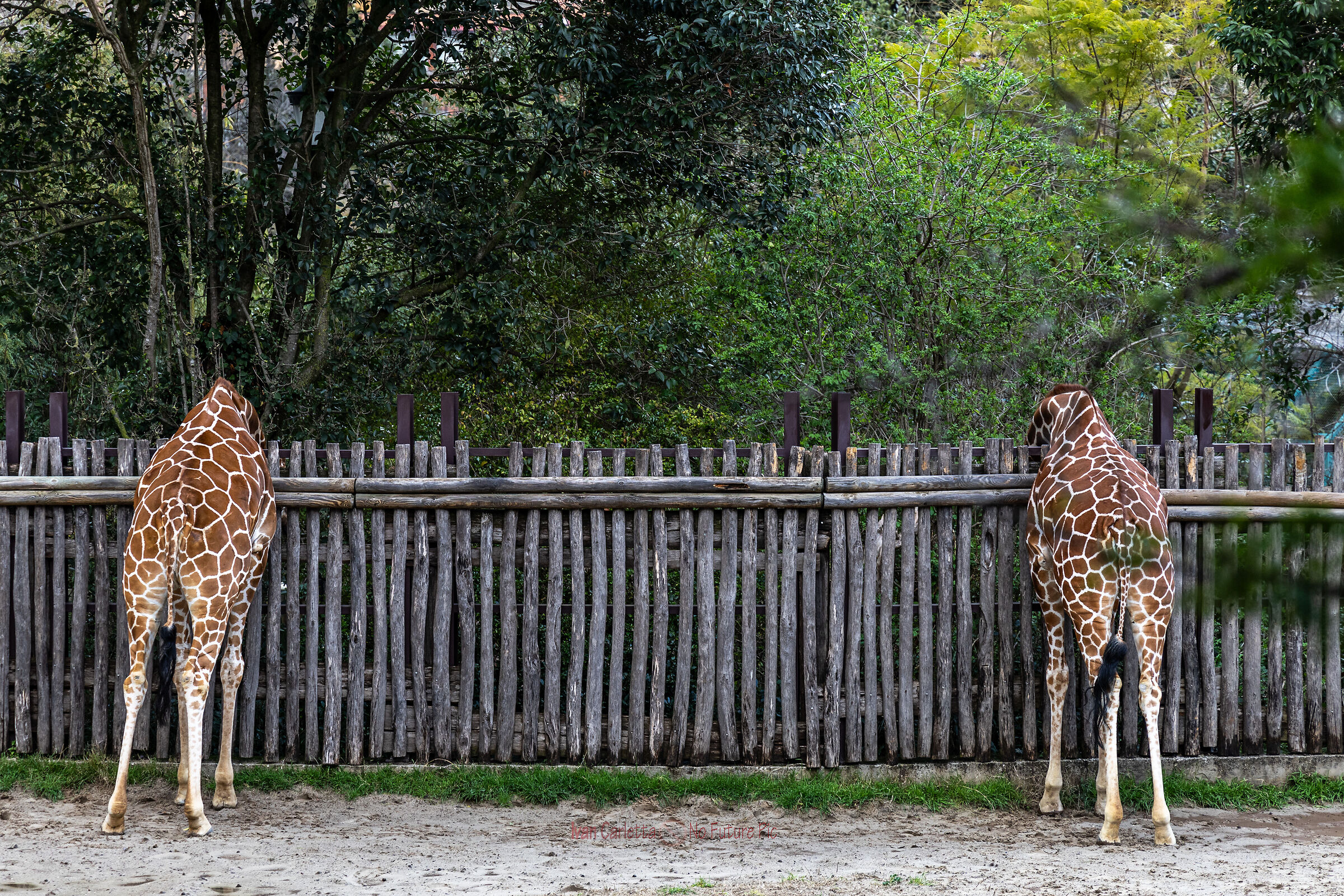 retro di giraffe