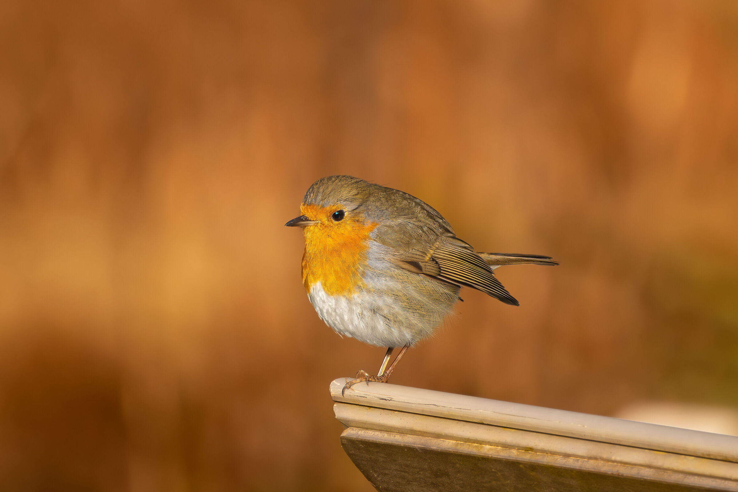 Pettirosso (Erithacus Rubecula)