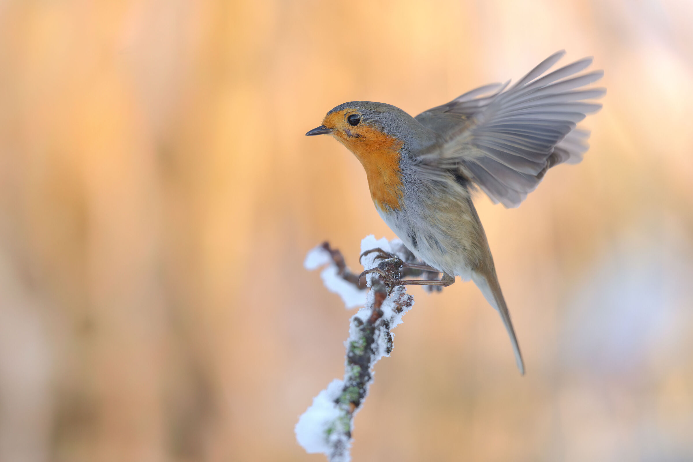Robin