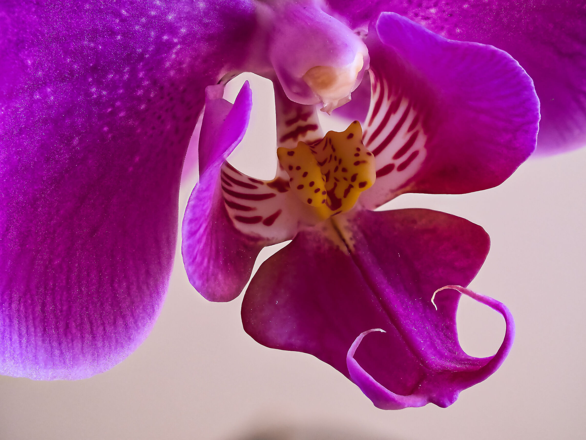 Prova orchidea