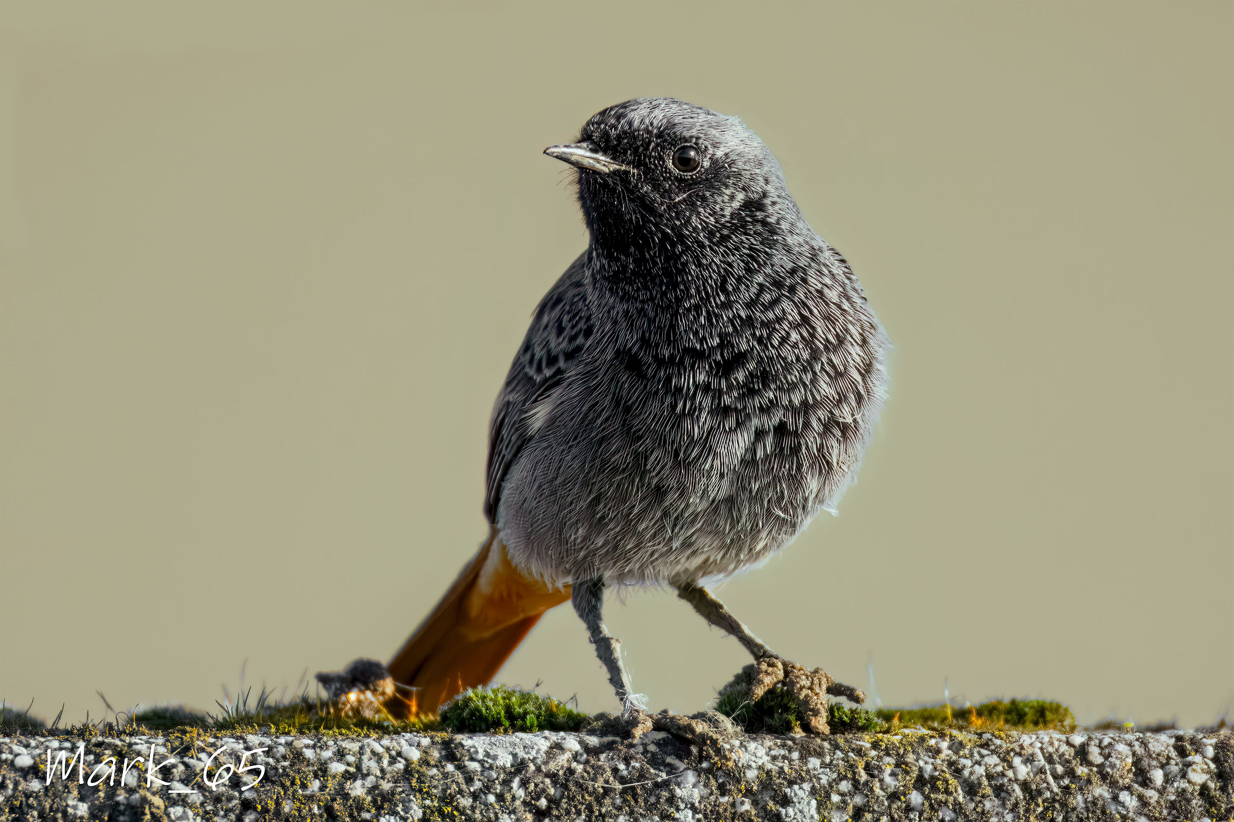 black redstart