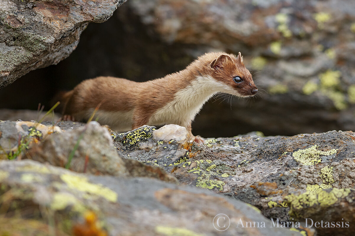 Ermellino Mustela erminea
