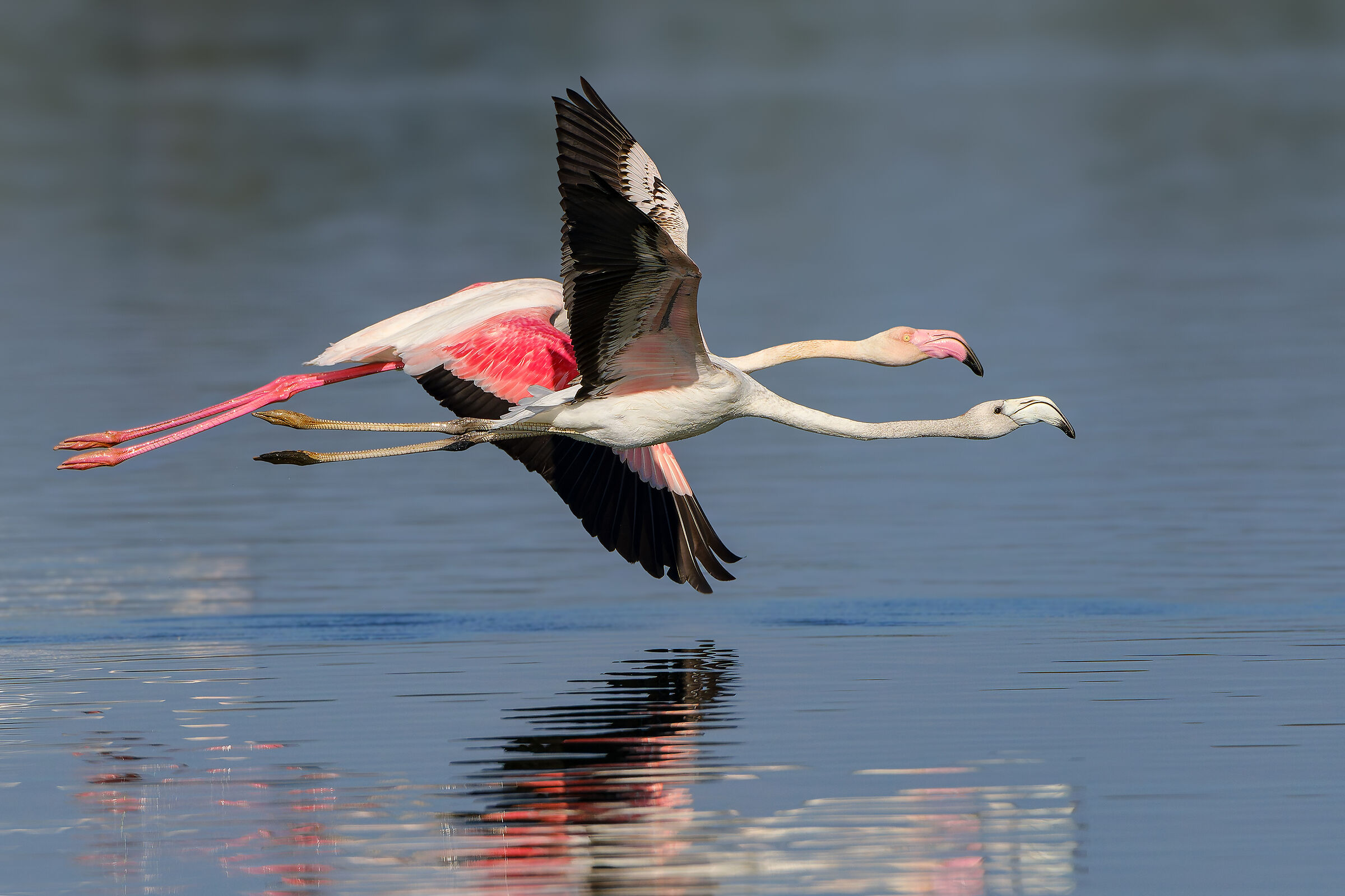 In volo con mamy