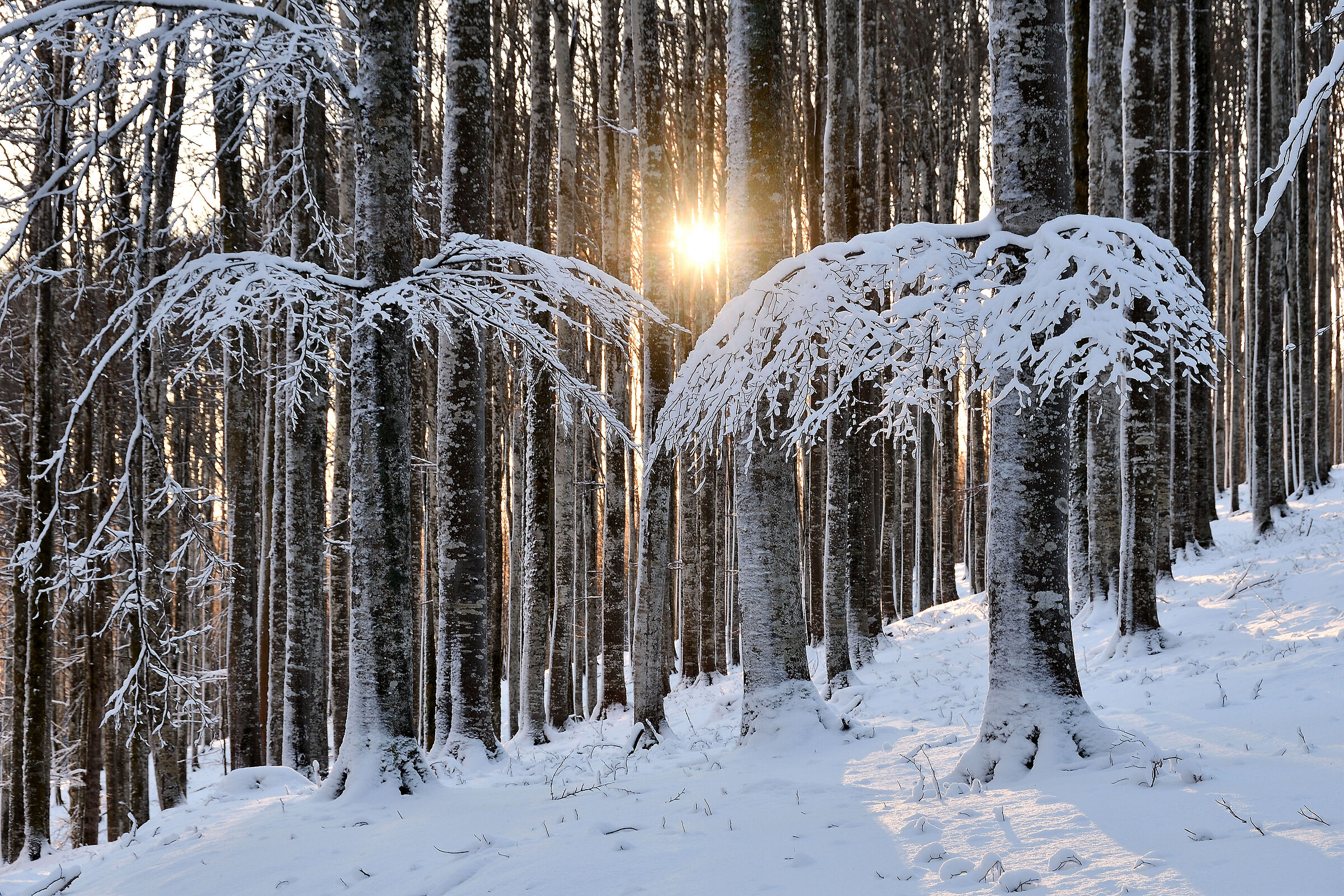 A shy winter