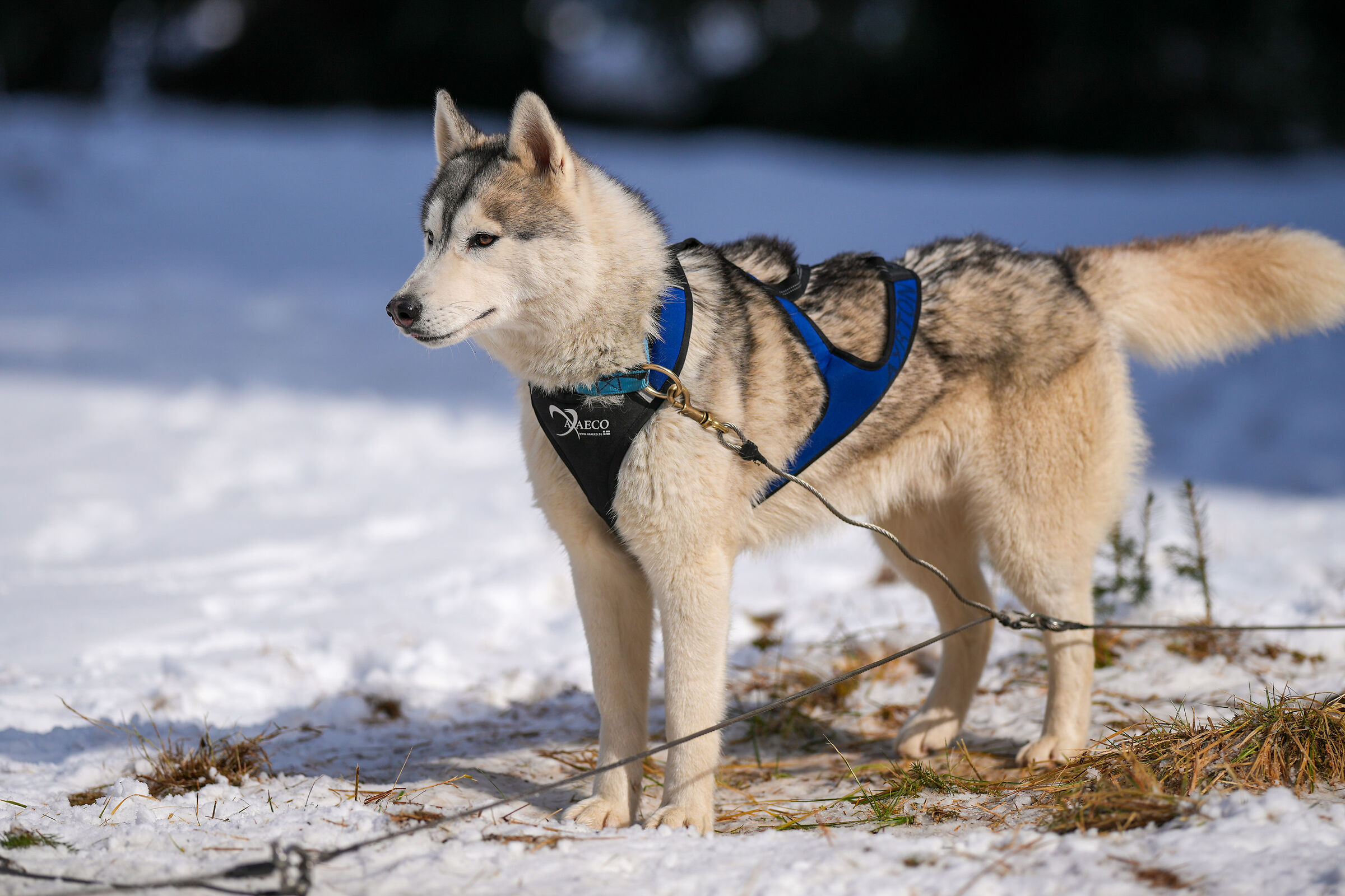 Siberian Husky in attesa ...