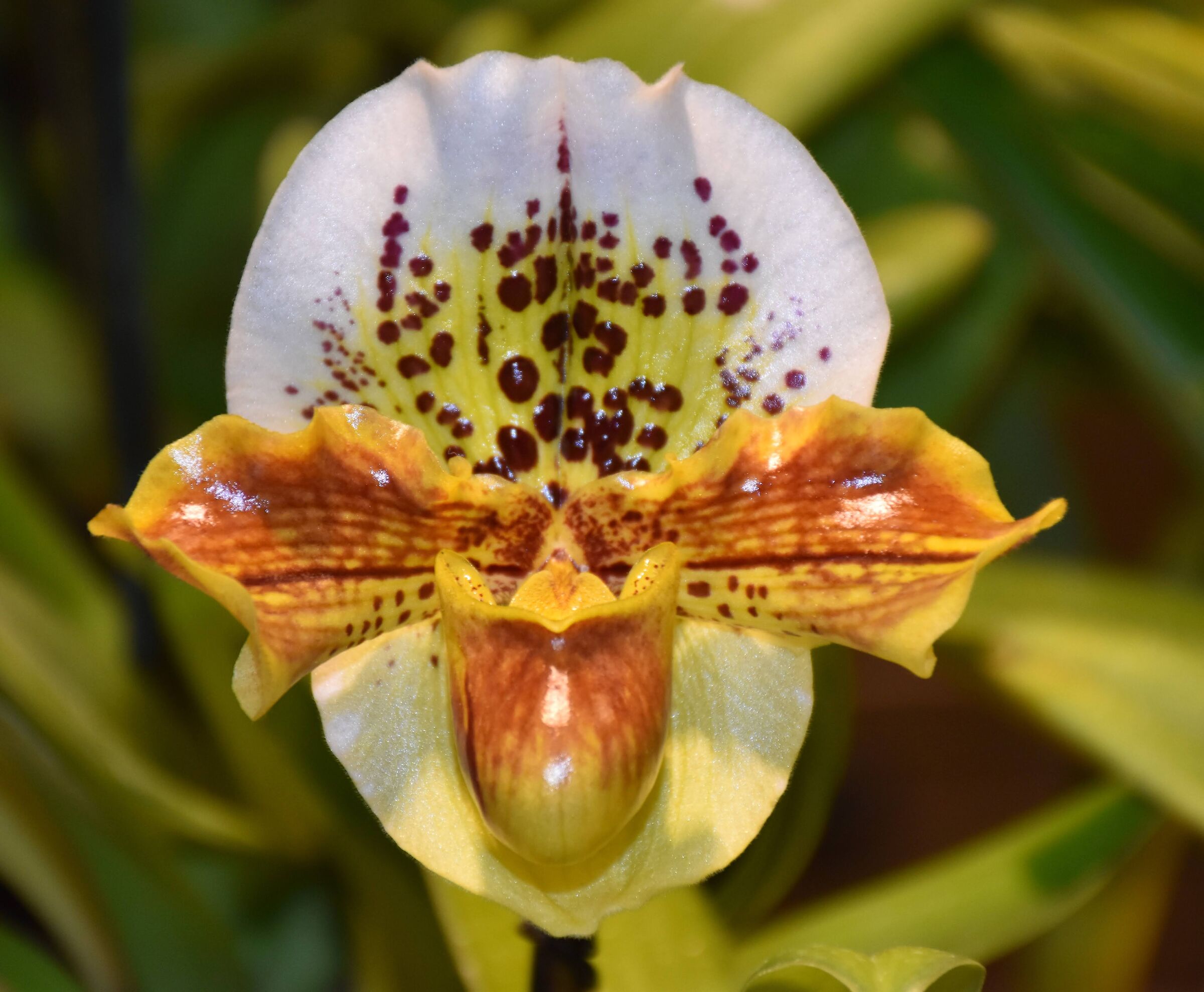 OrchiDay by Peraga Mercenasco