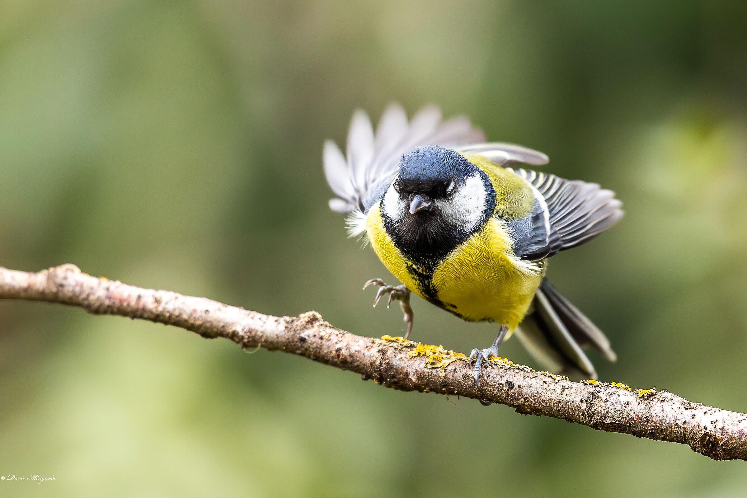 Cinciallegra Parus major