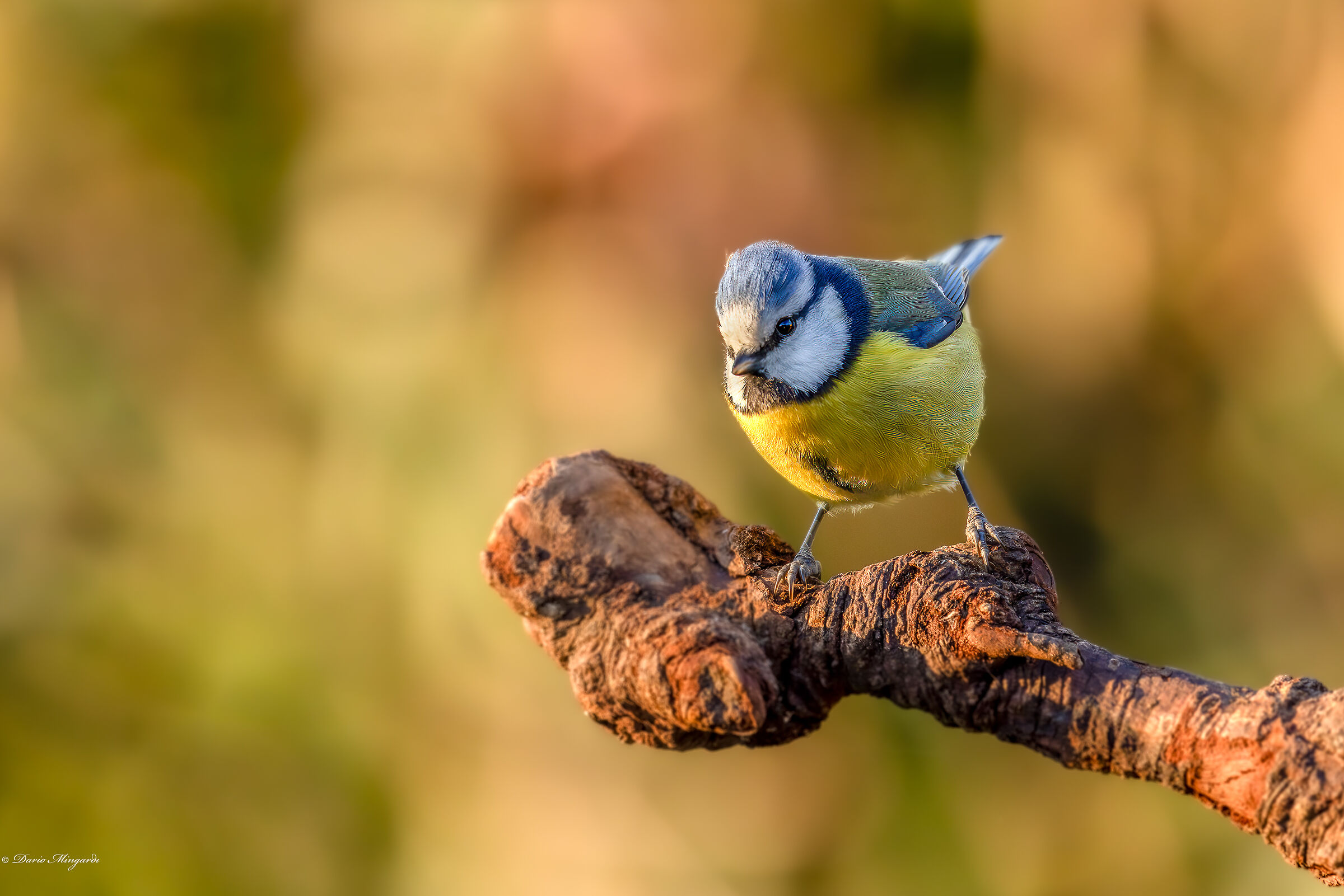 Cinciarella Cyanistes caeruleus