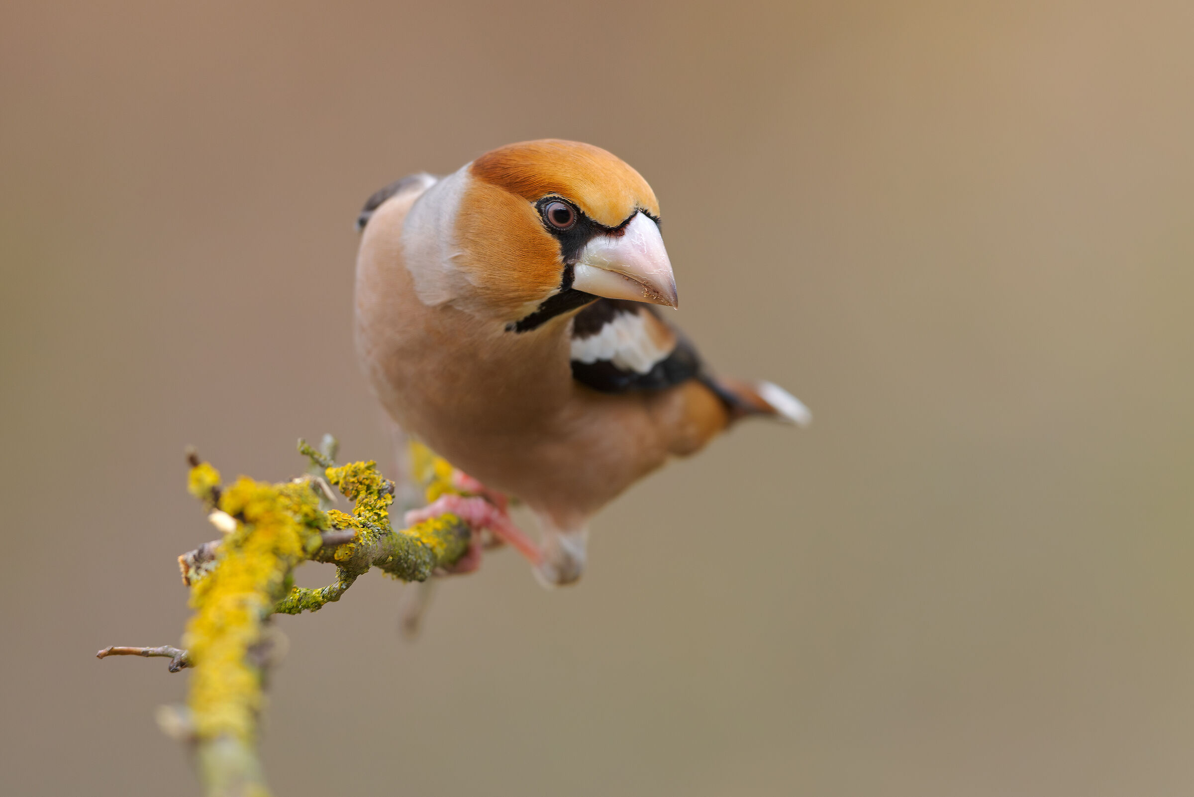 Hawfinch