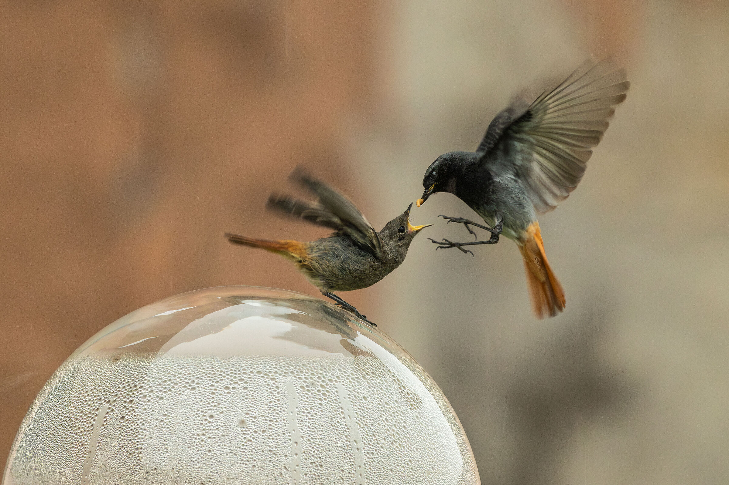 Flying Feed