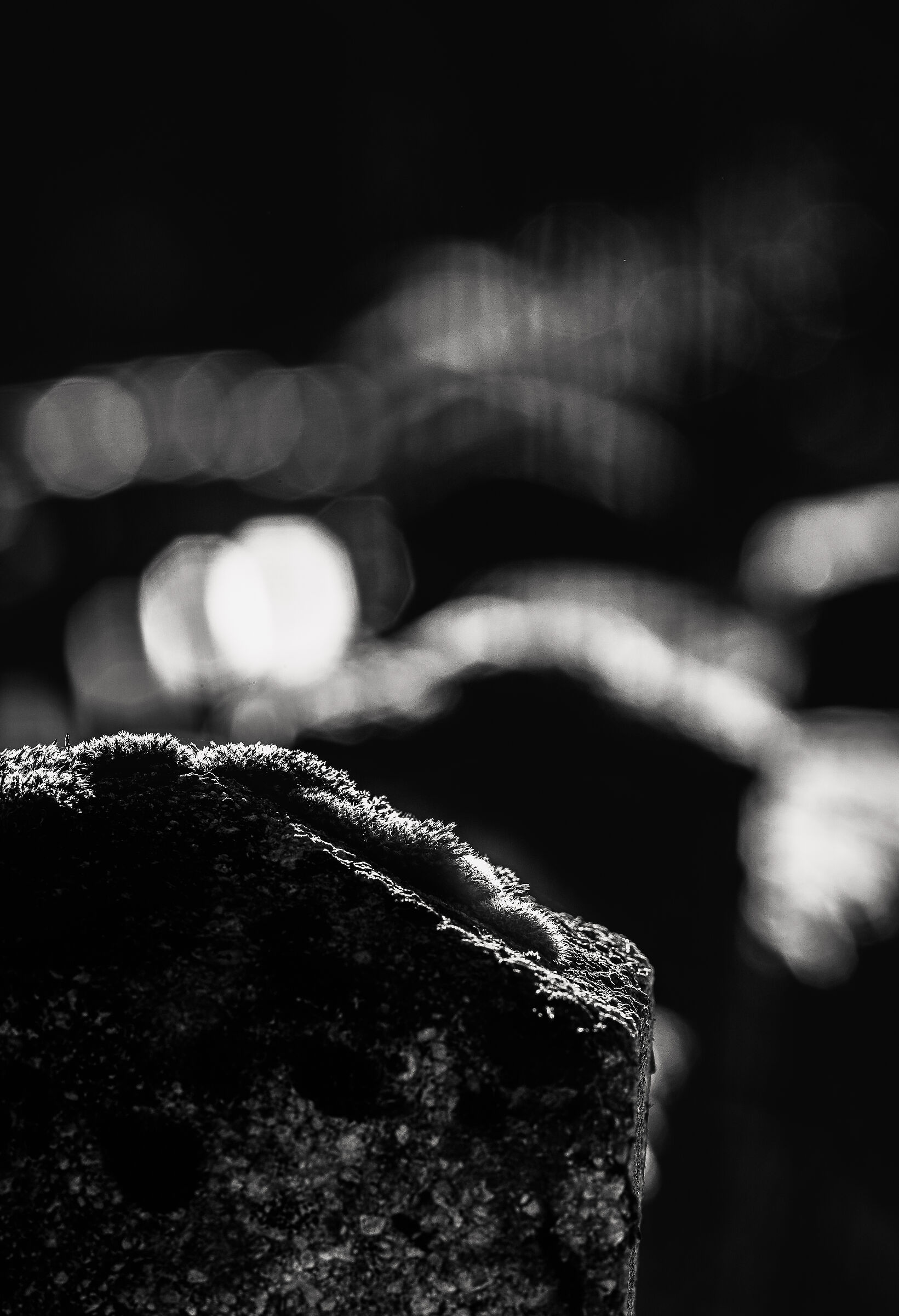 Muschio e Bokeh