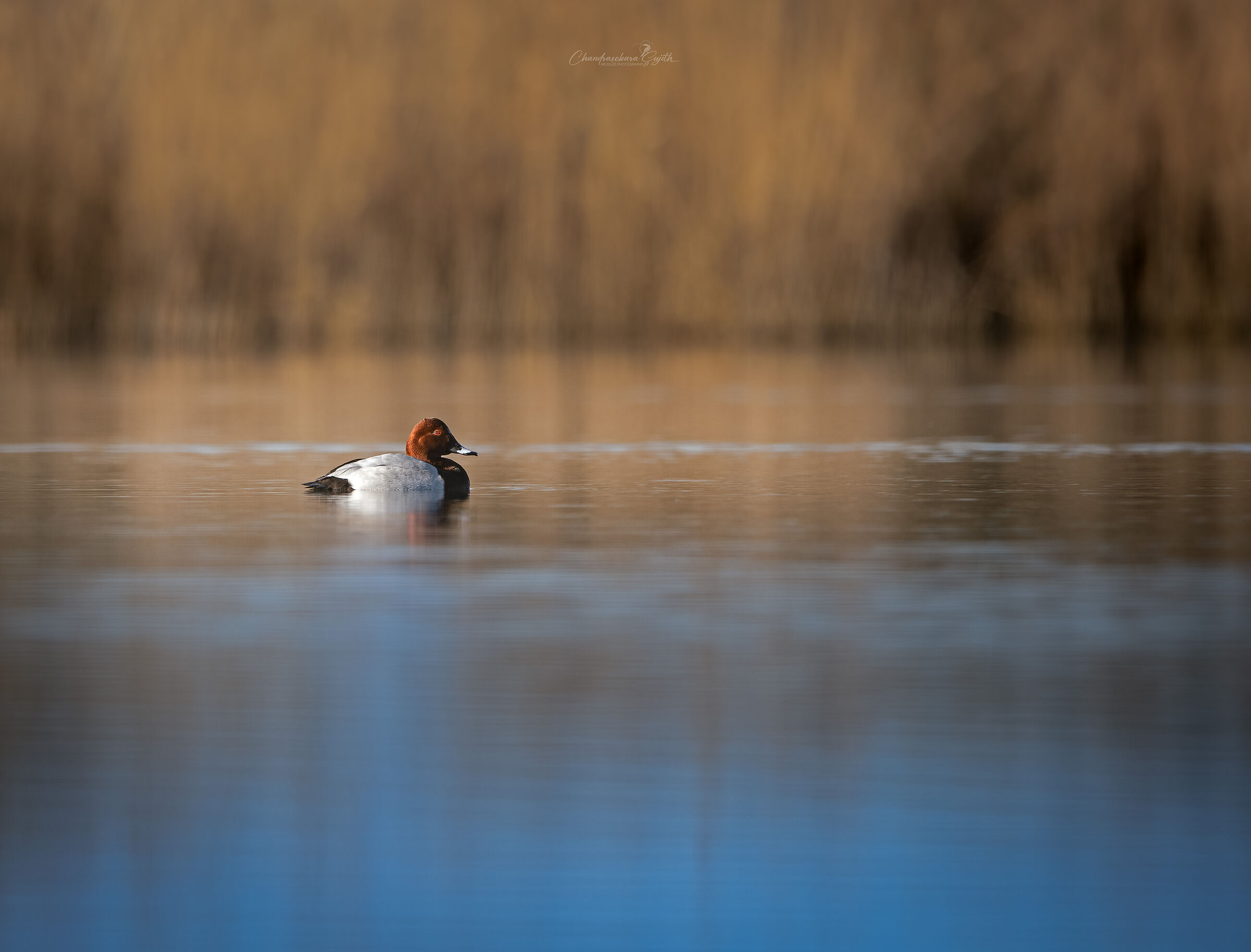 common pochard