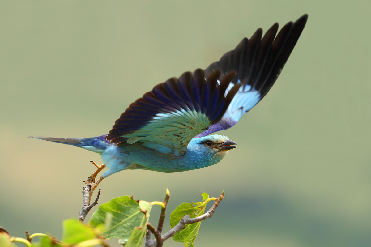 ghiandaia marina - lo stacco