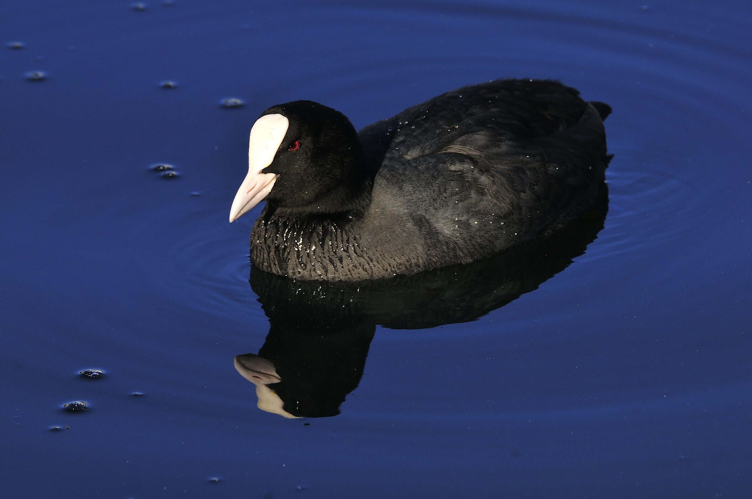 coot