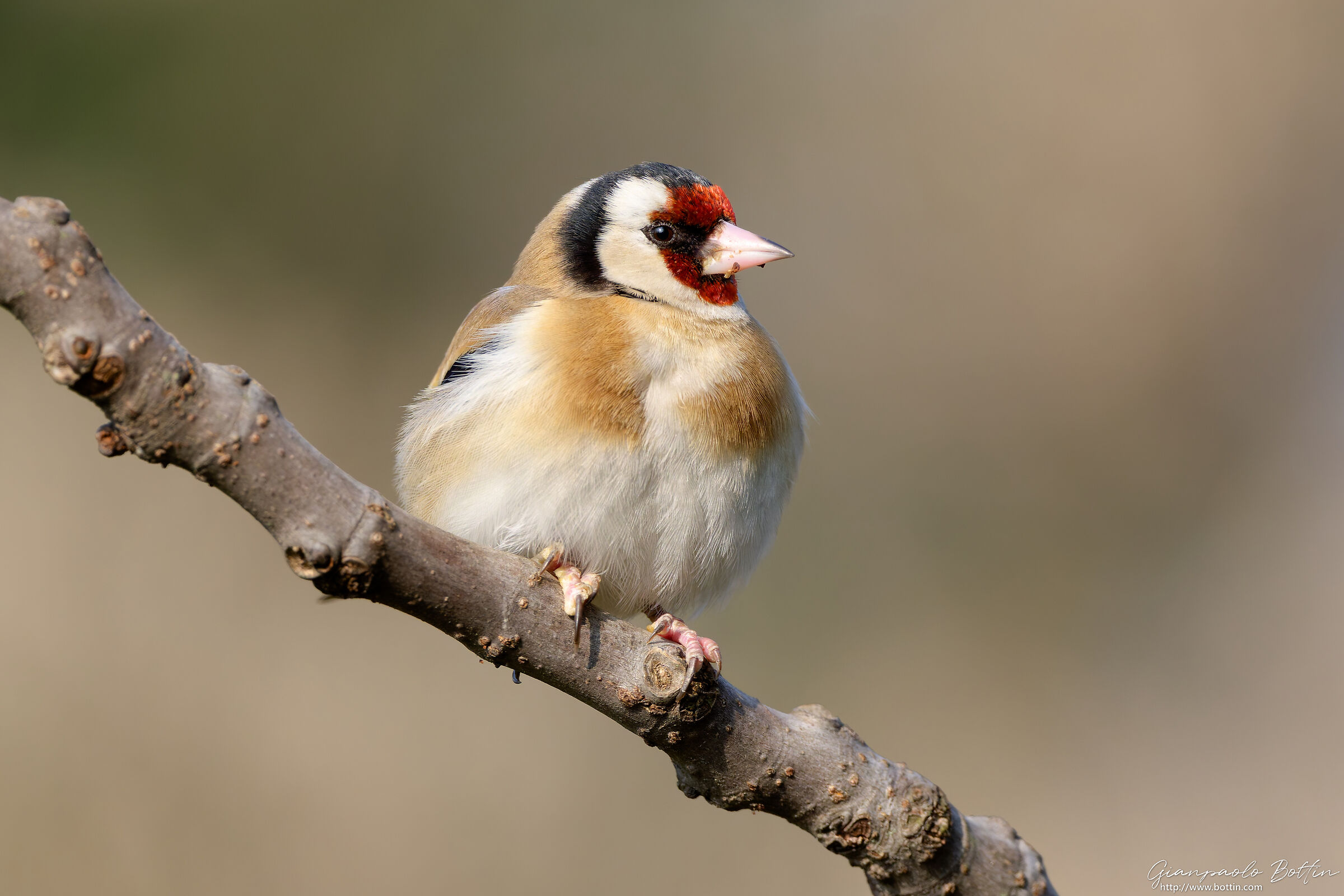 Goldfinch