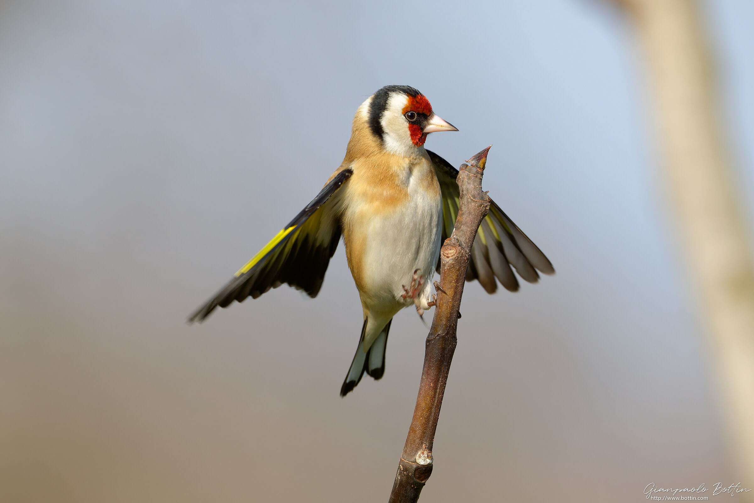 Goldfinch