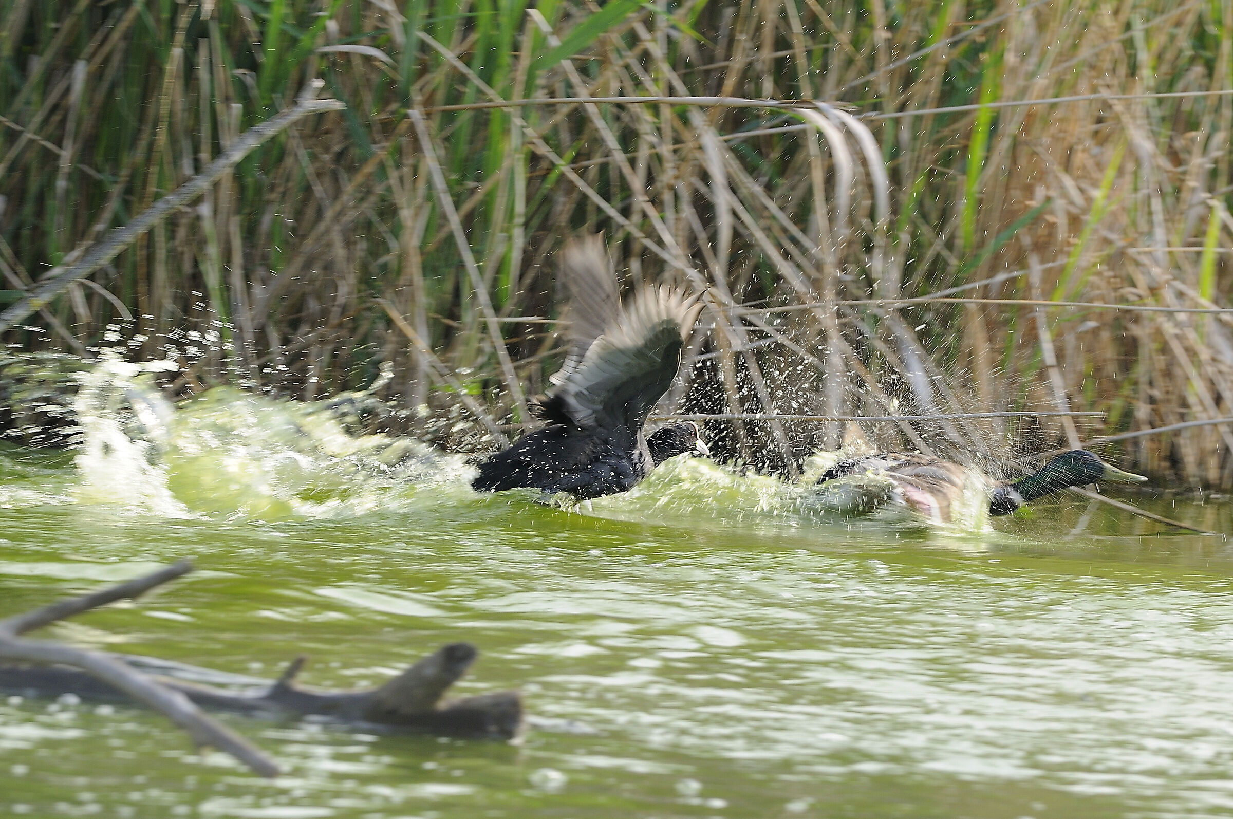 if I catch you.......