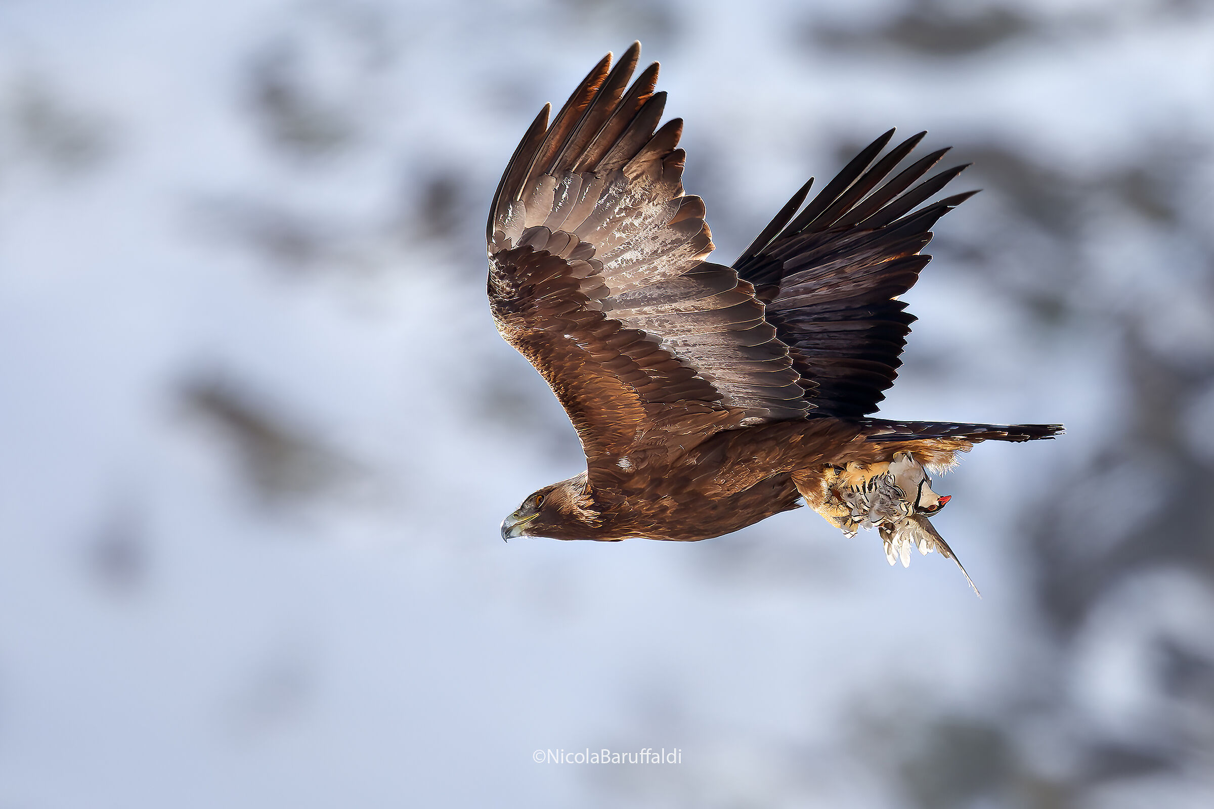 Aquila Reale con Coturnice (predata)
