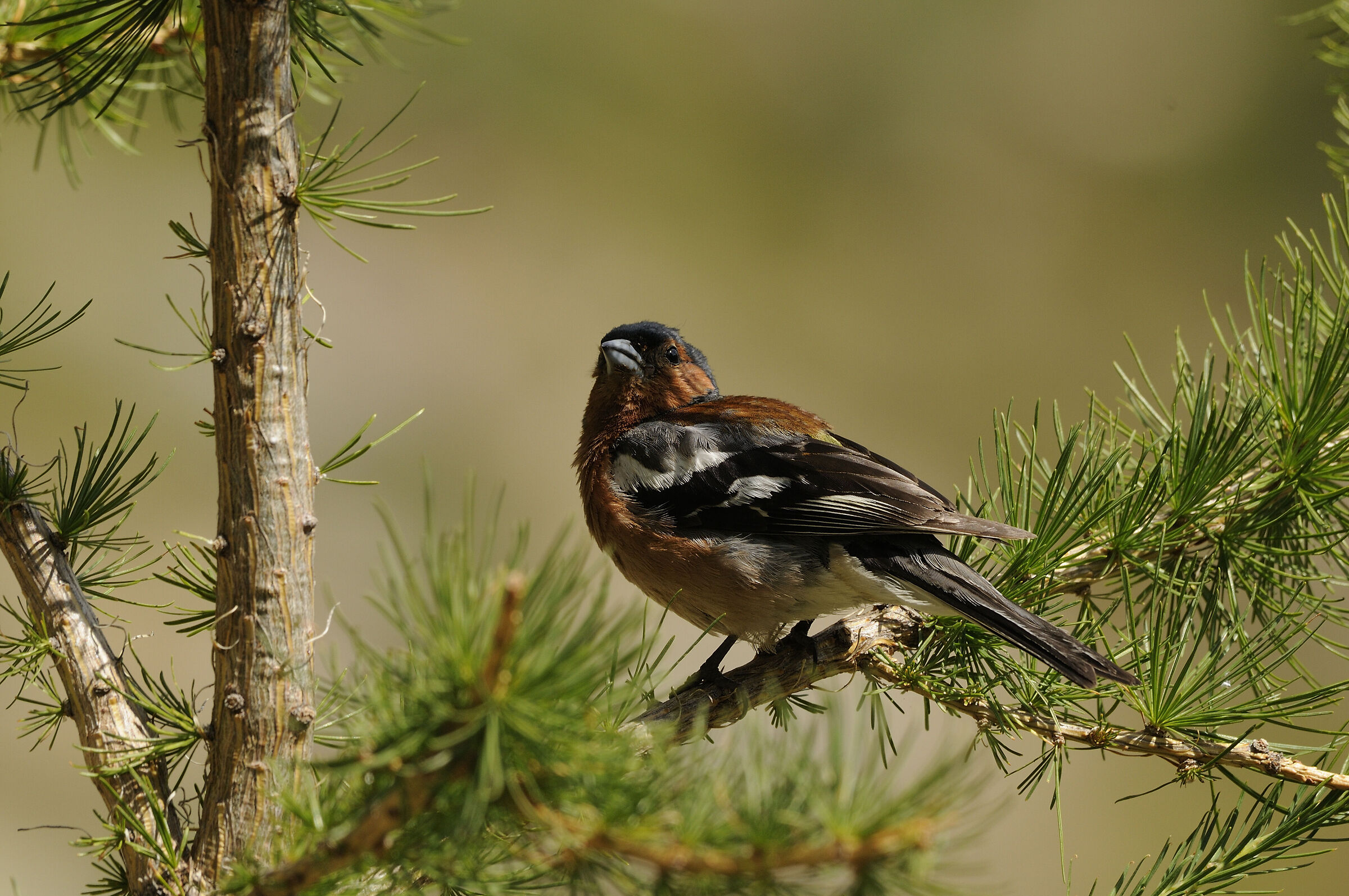 chaffinch