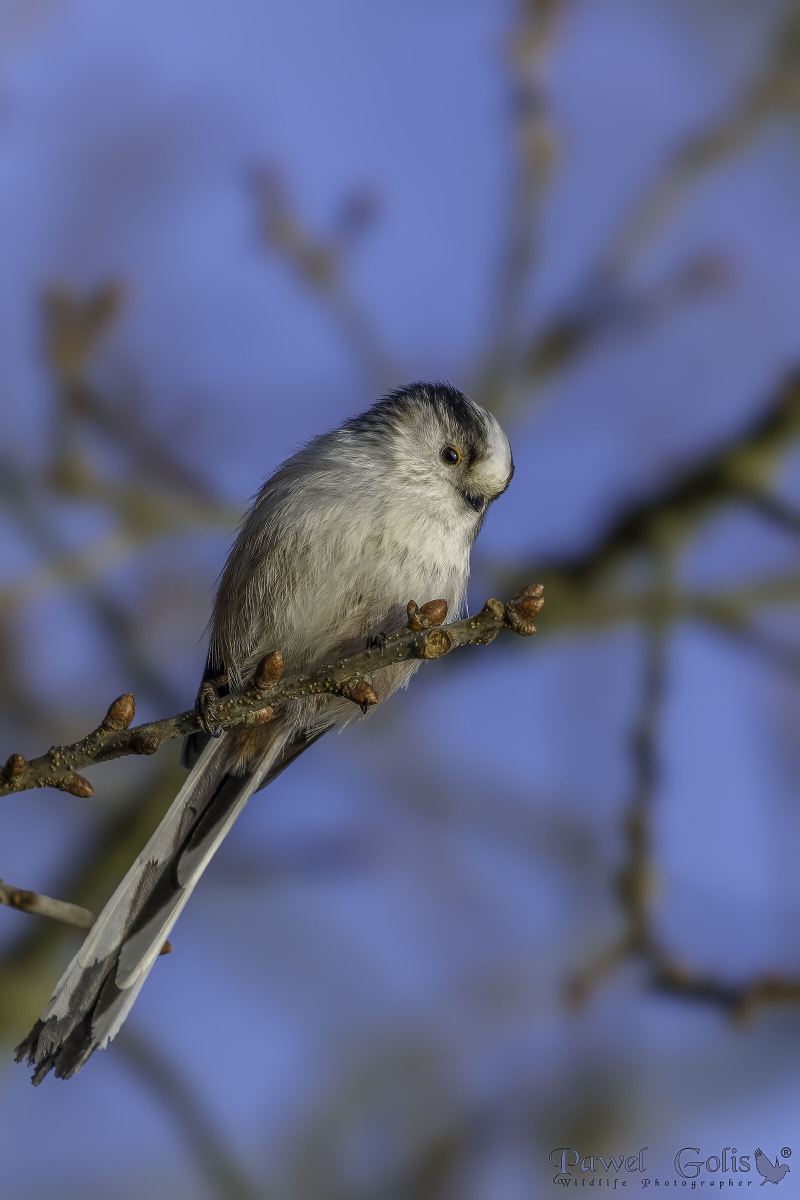 Cincia codalunga (Aegithalos caudatus)