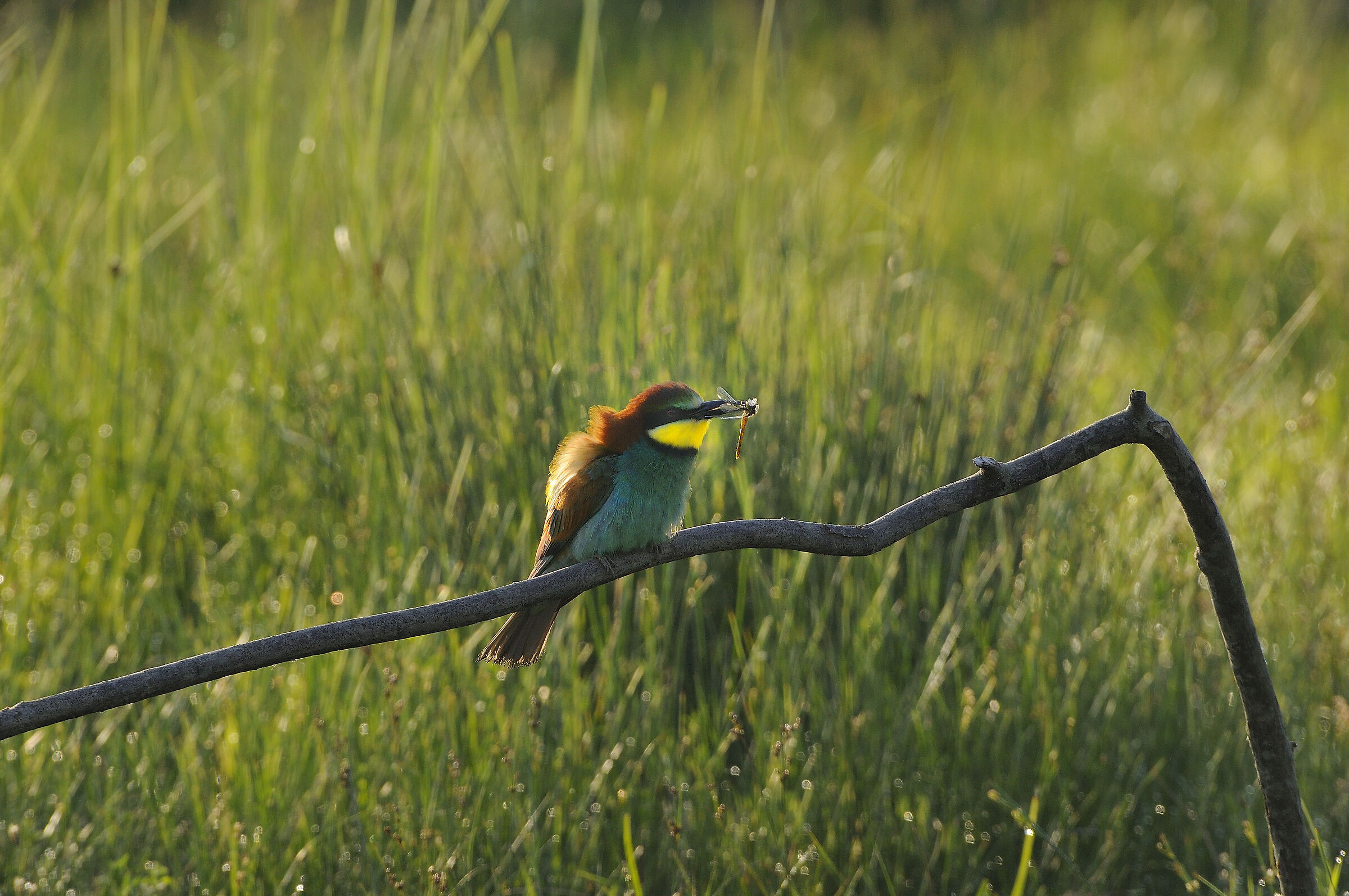 bee-eater