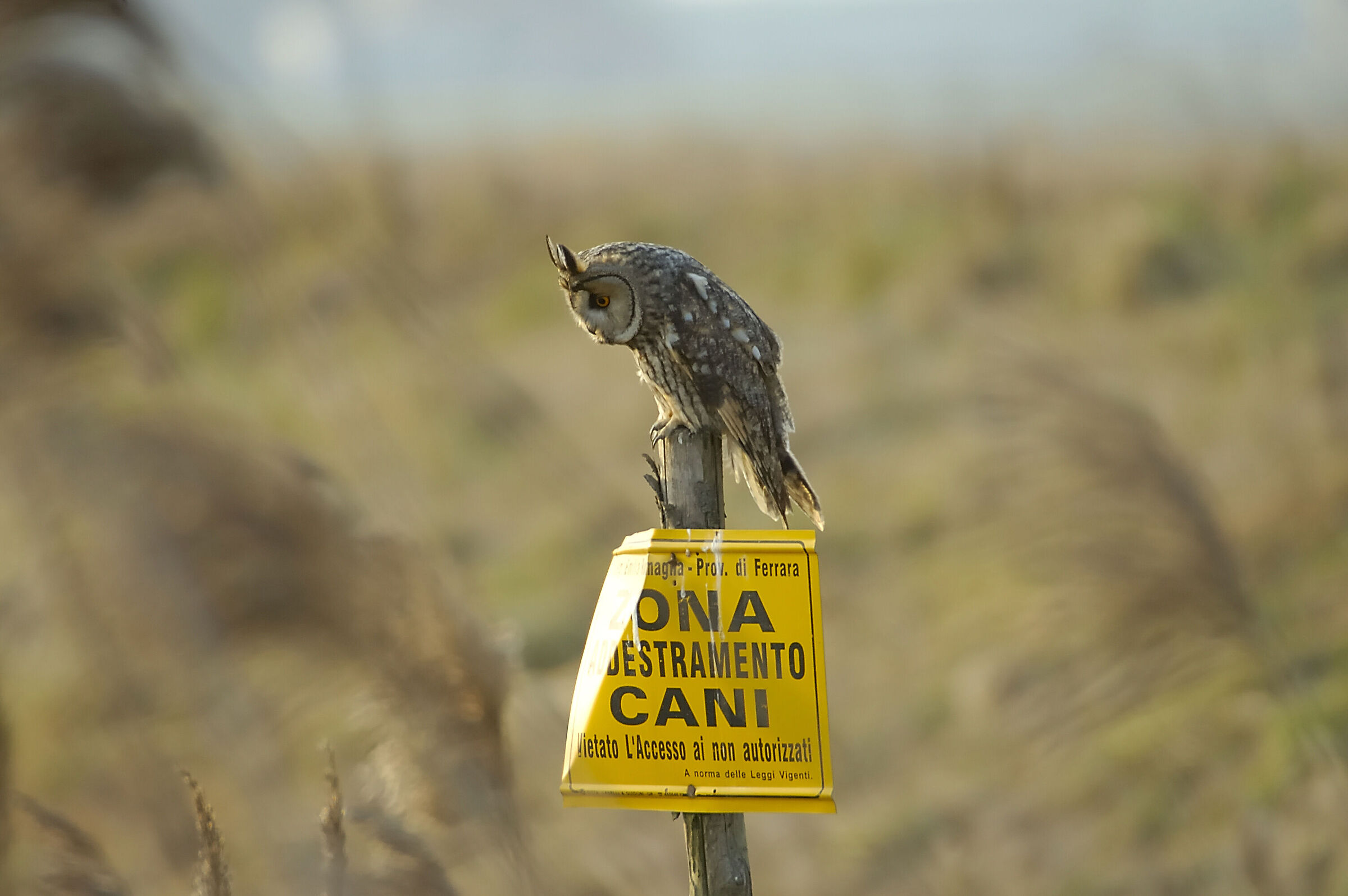 long-eared owl