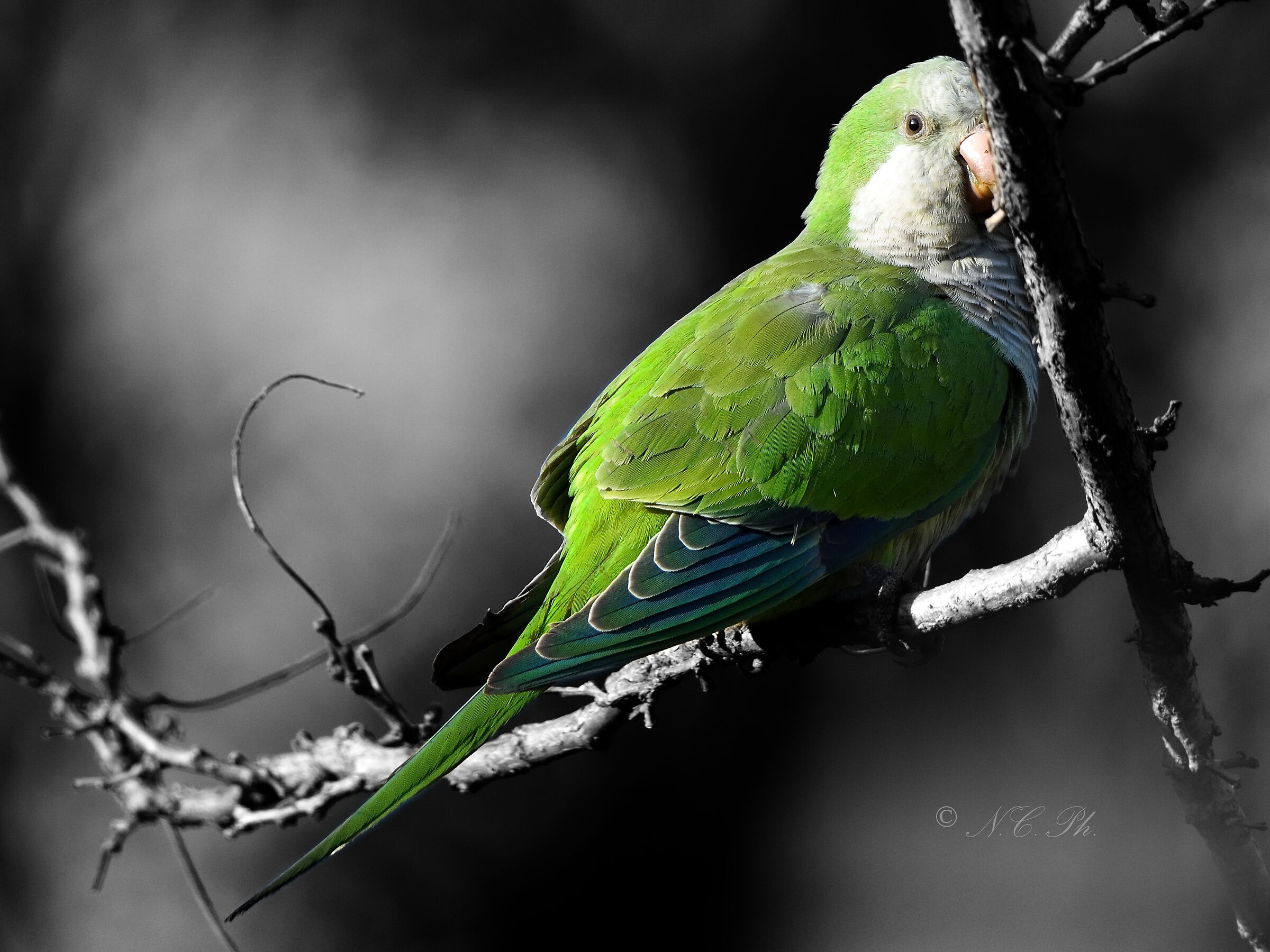 Monk Parakeet