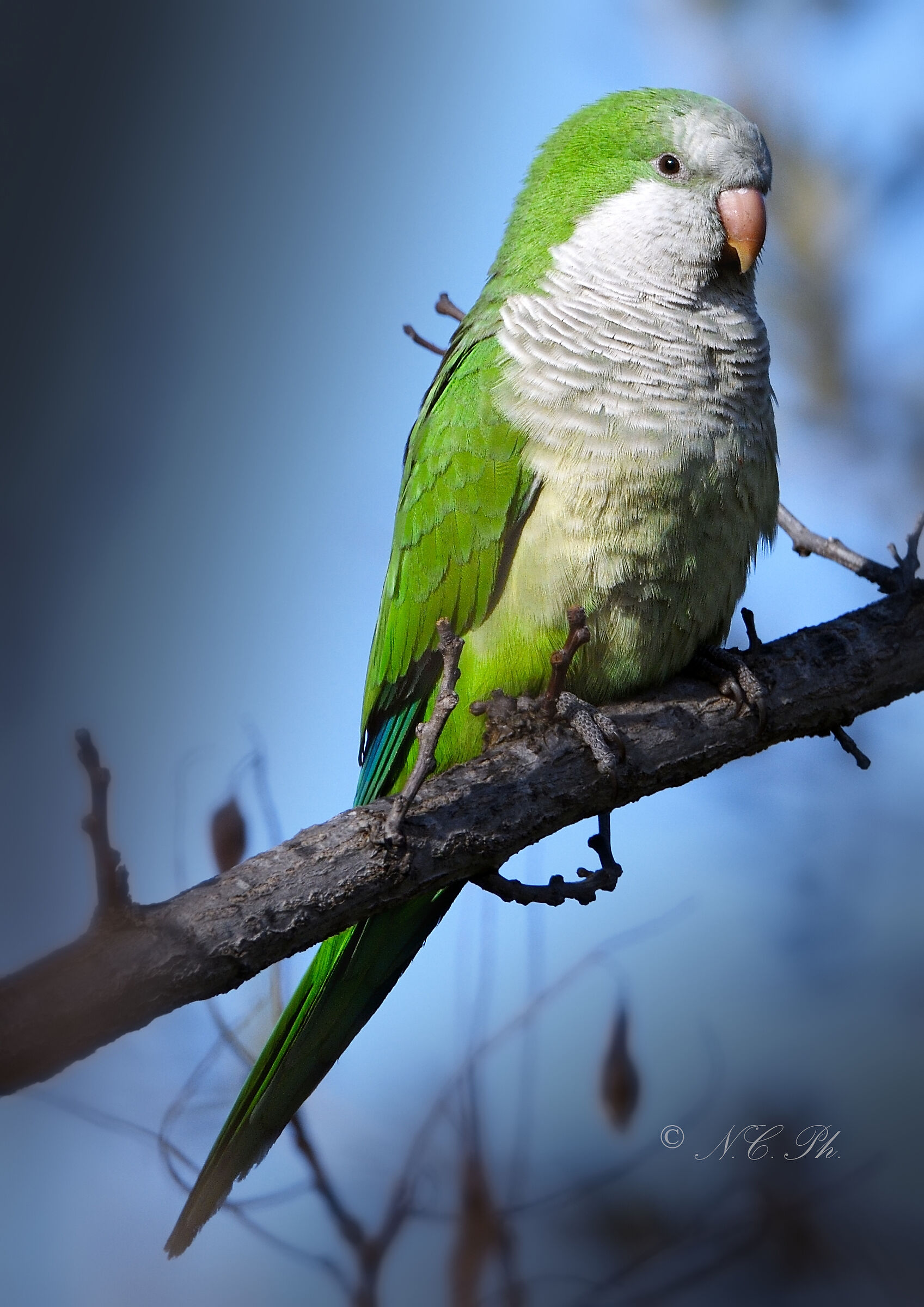 Monk Parakeet