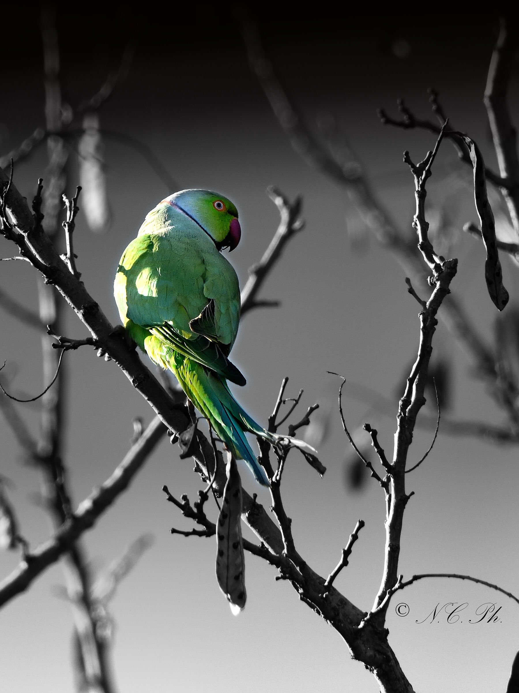 Collared parakeet