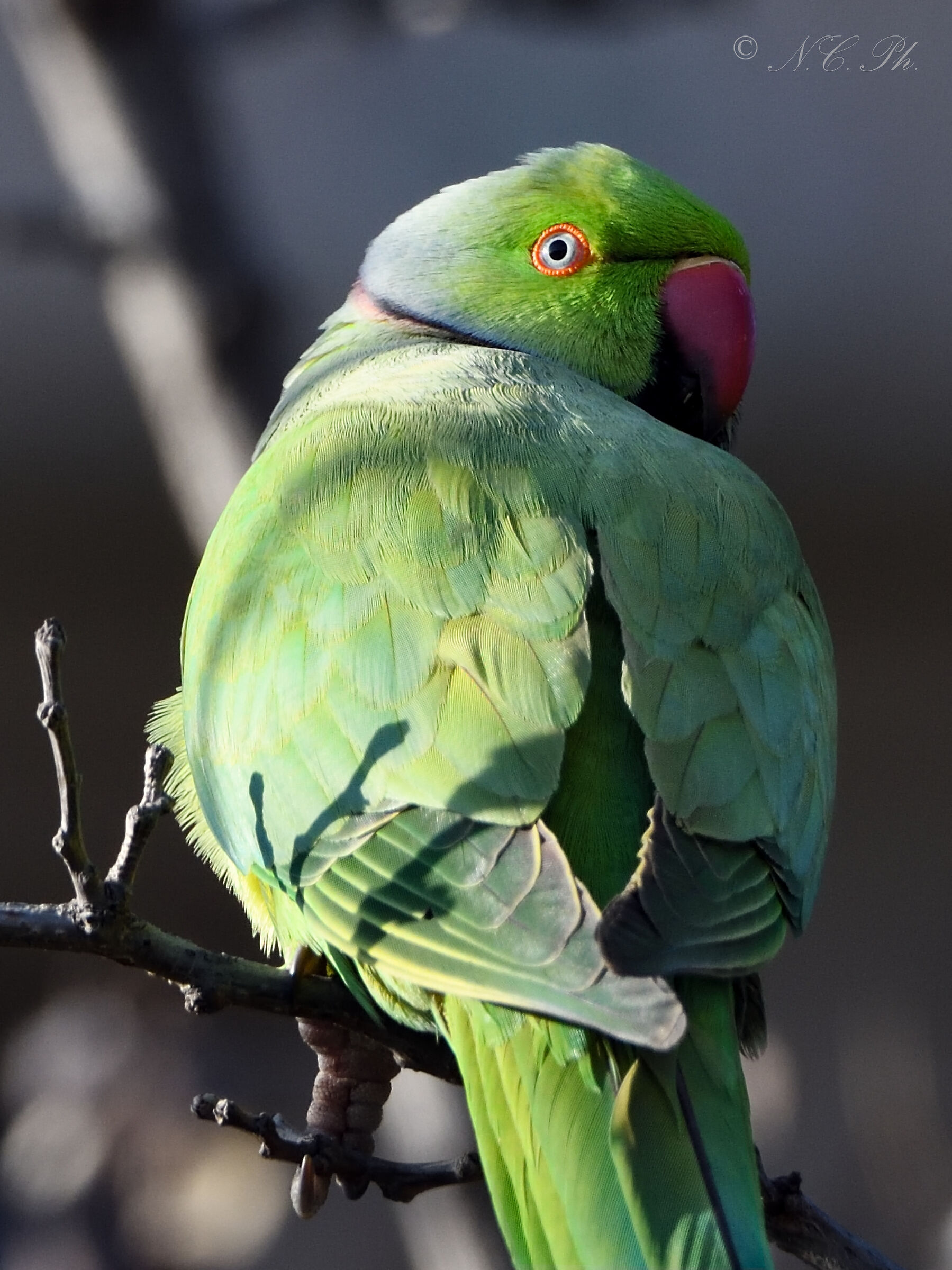 collared parakeet