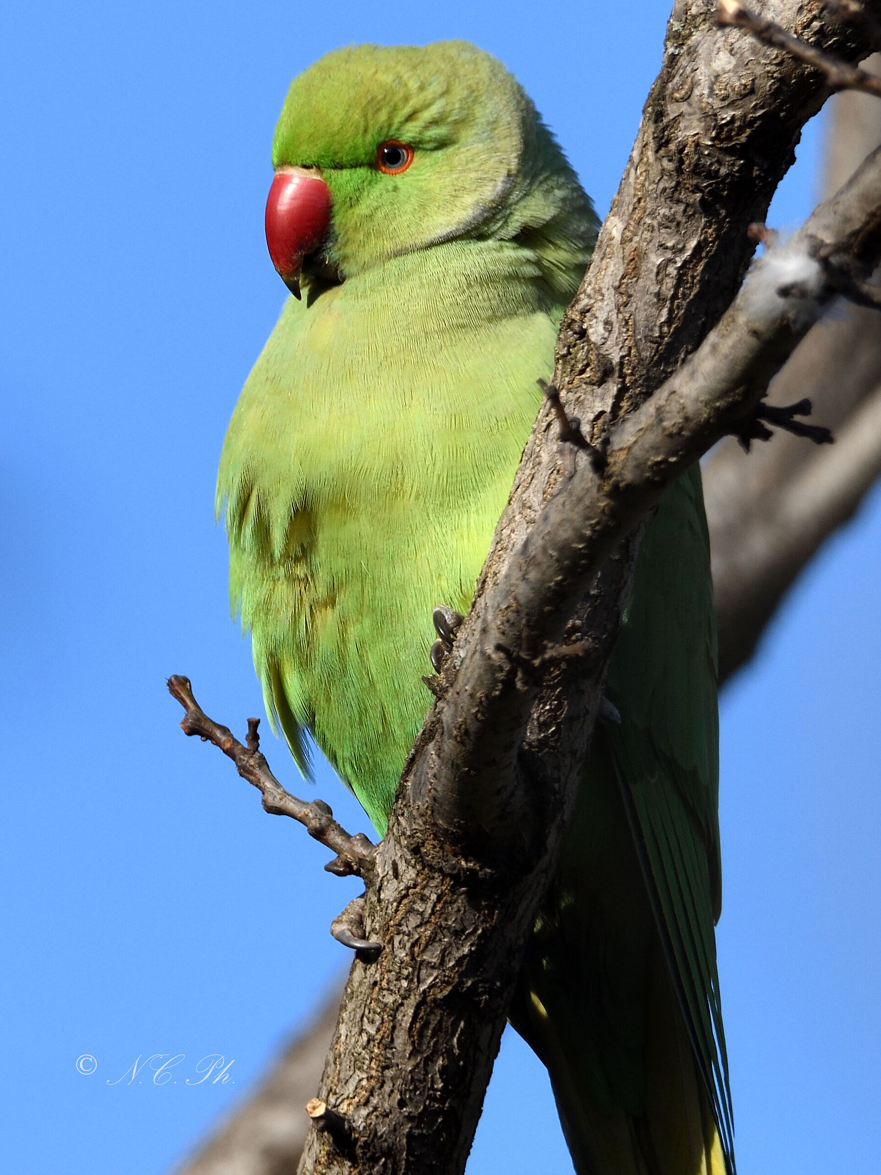Parakeet