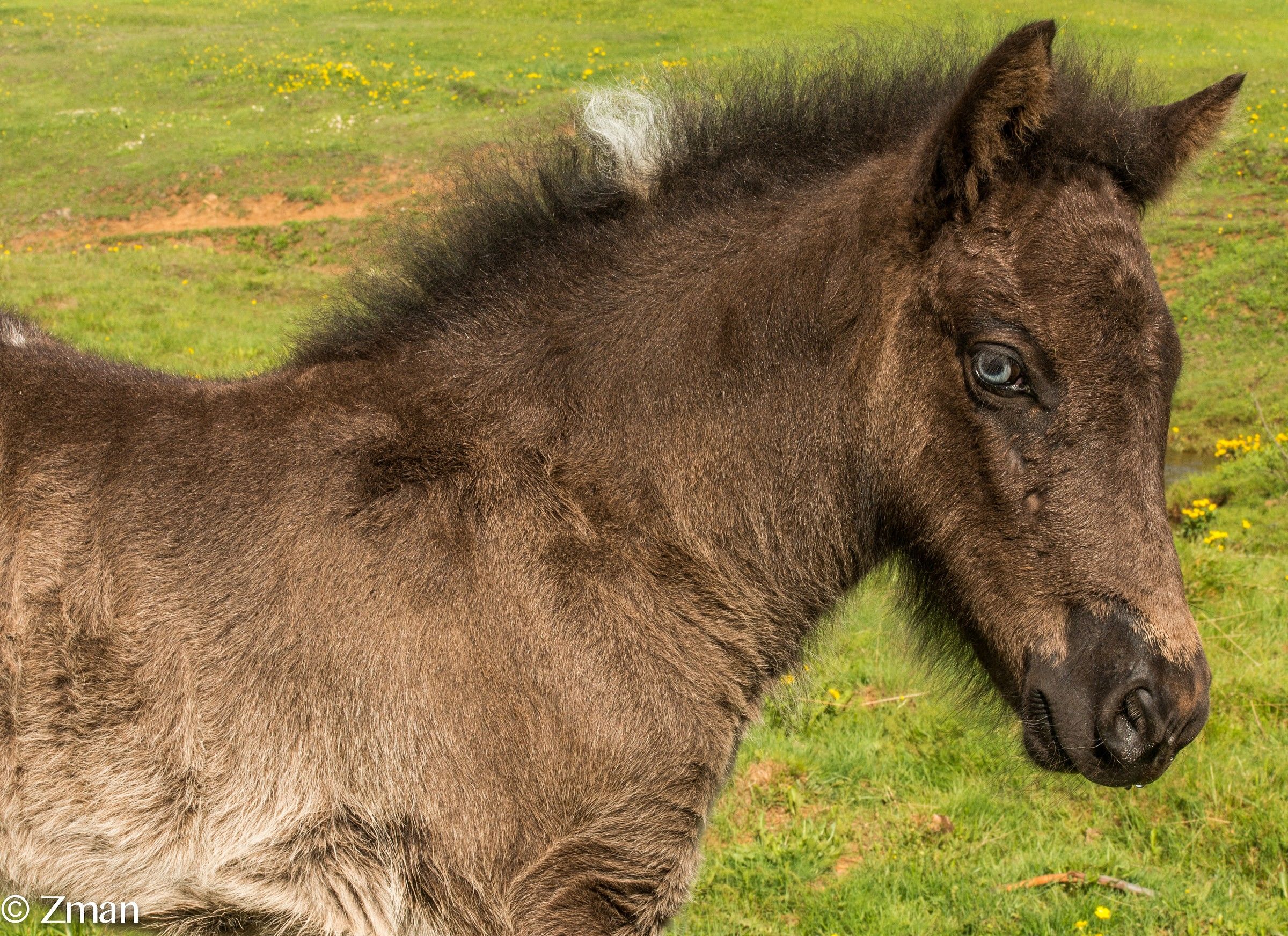 Blue Eyed One Month Old Pony