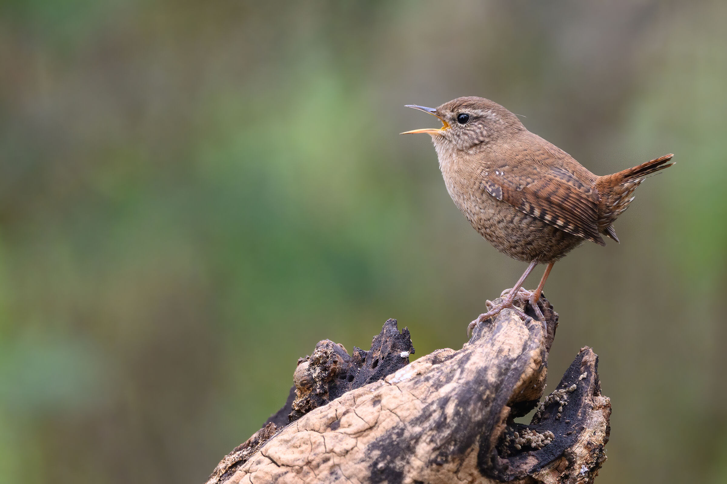 Wren singing