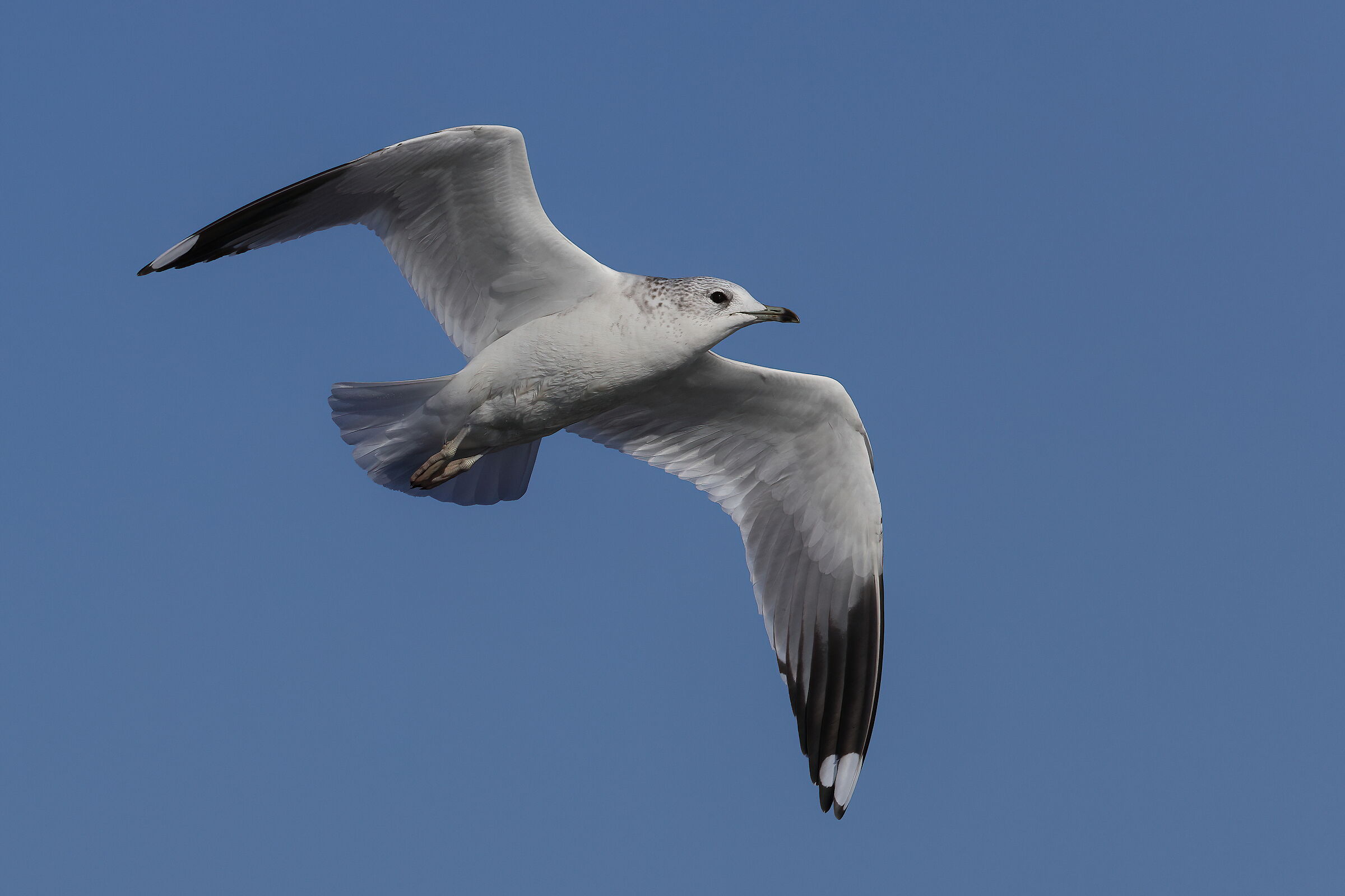 Common gull