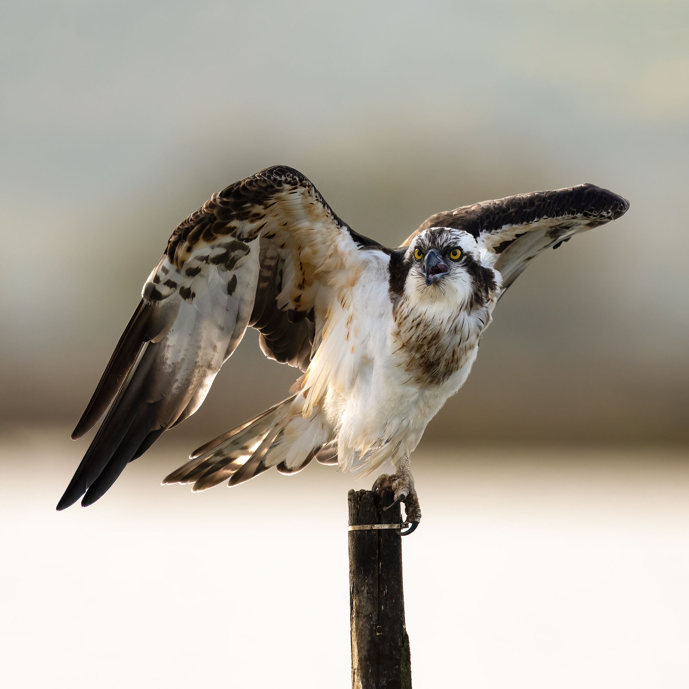 Osprey -Pandion haliaetus - Cabras - Sardinia