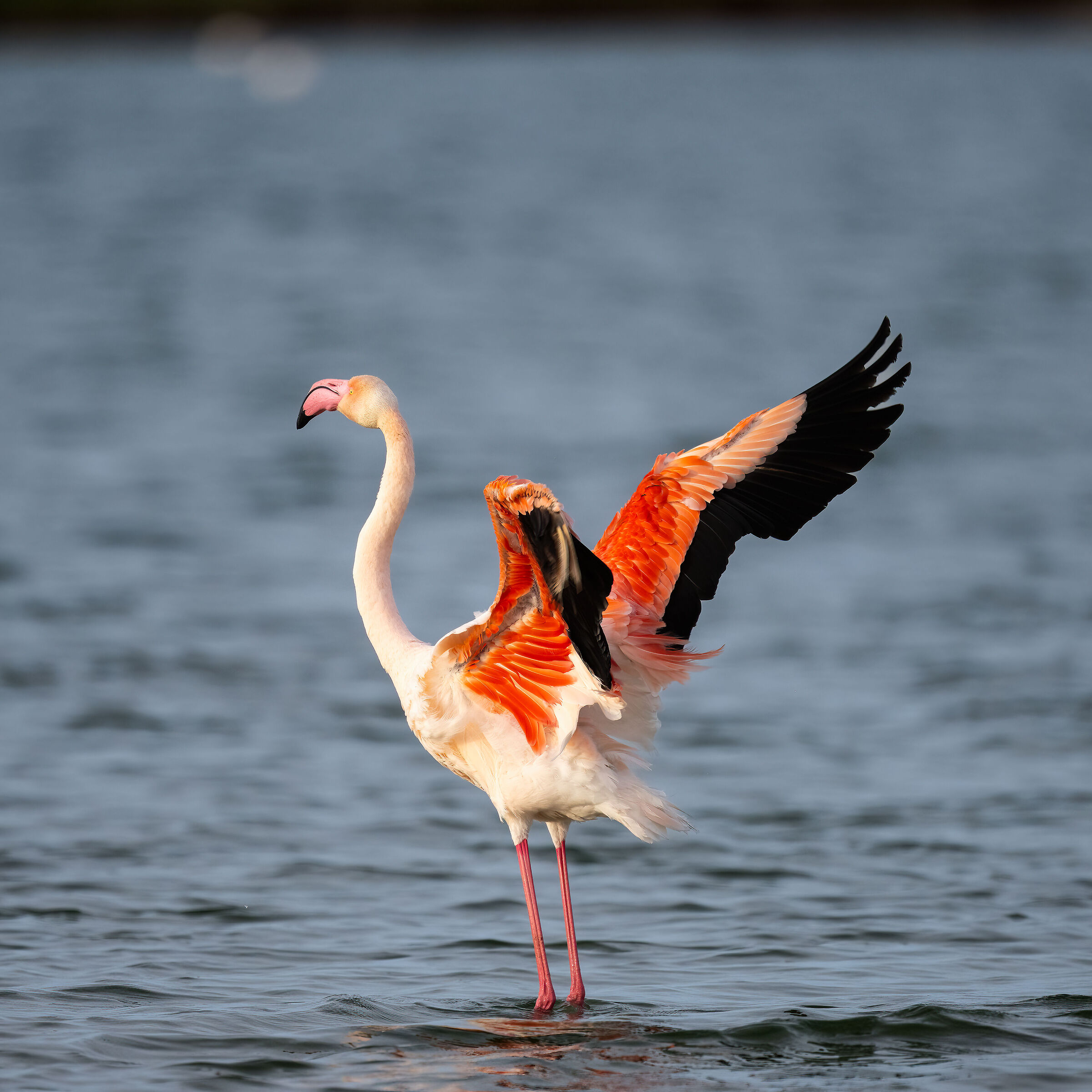 Flamingo - Cabras - Sardinia