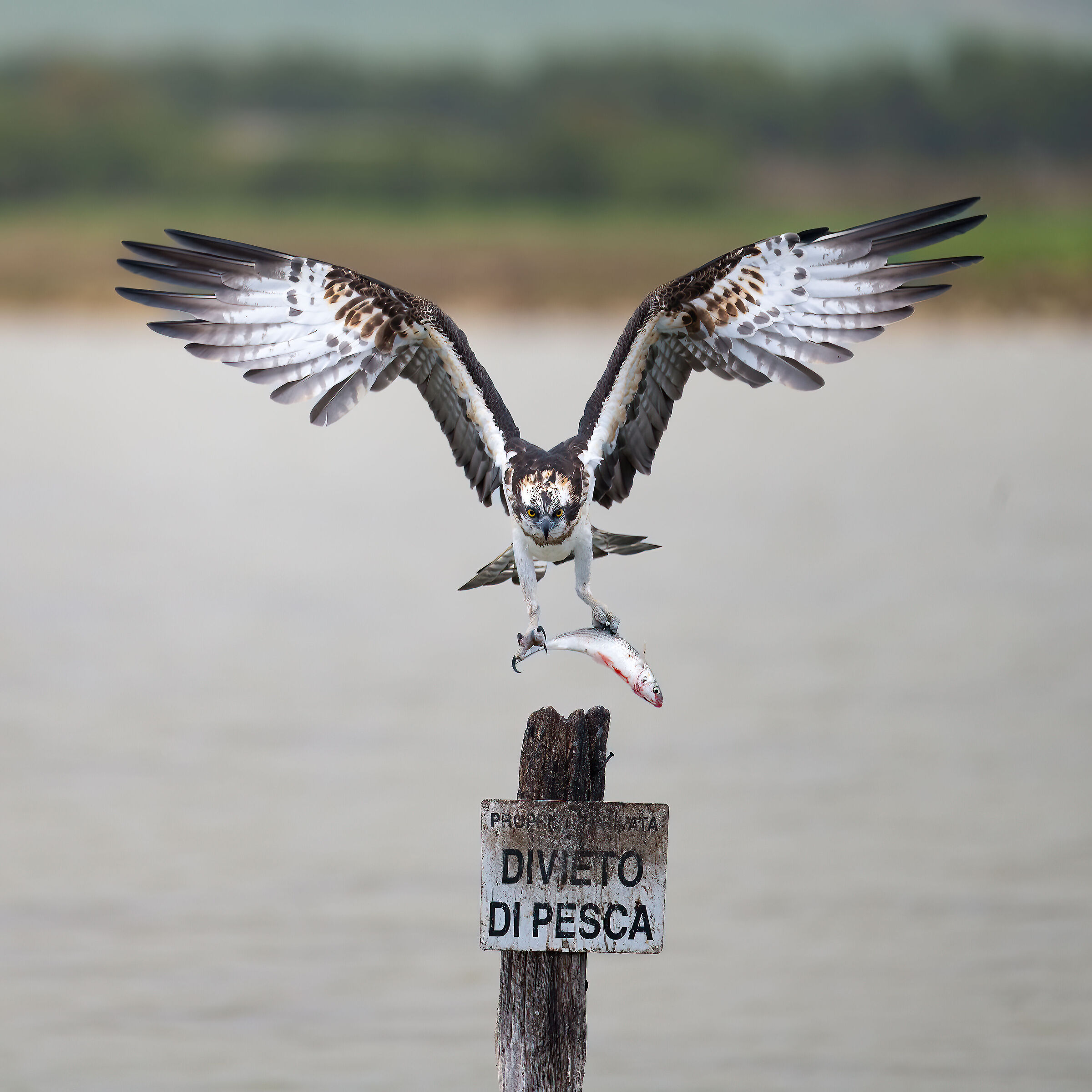 Osprey -Pandion haliaetus - Cabras - Sardinia